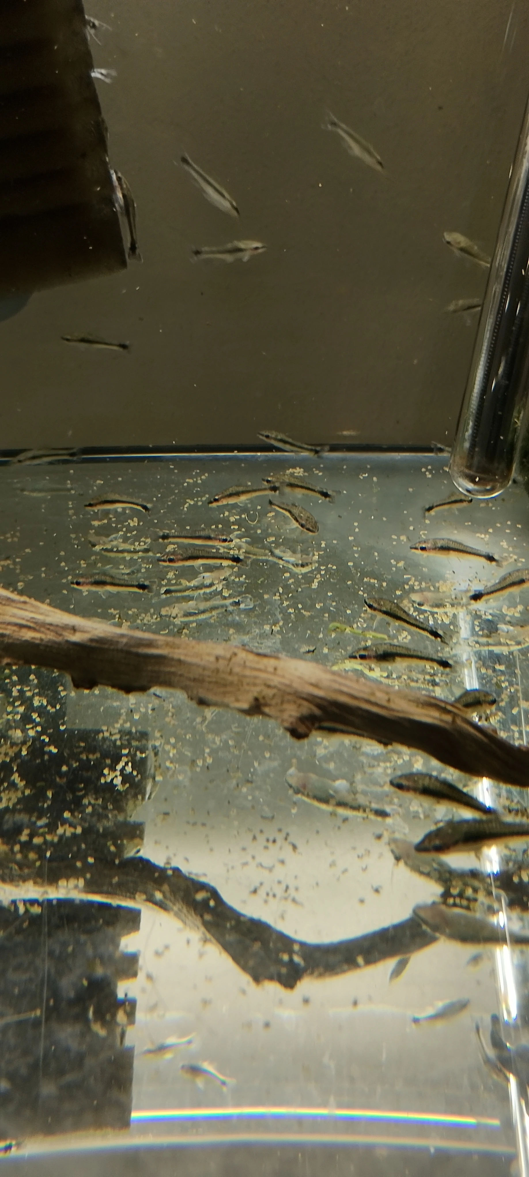 Krunýřovec jednopruhý "OTÍK"