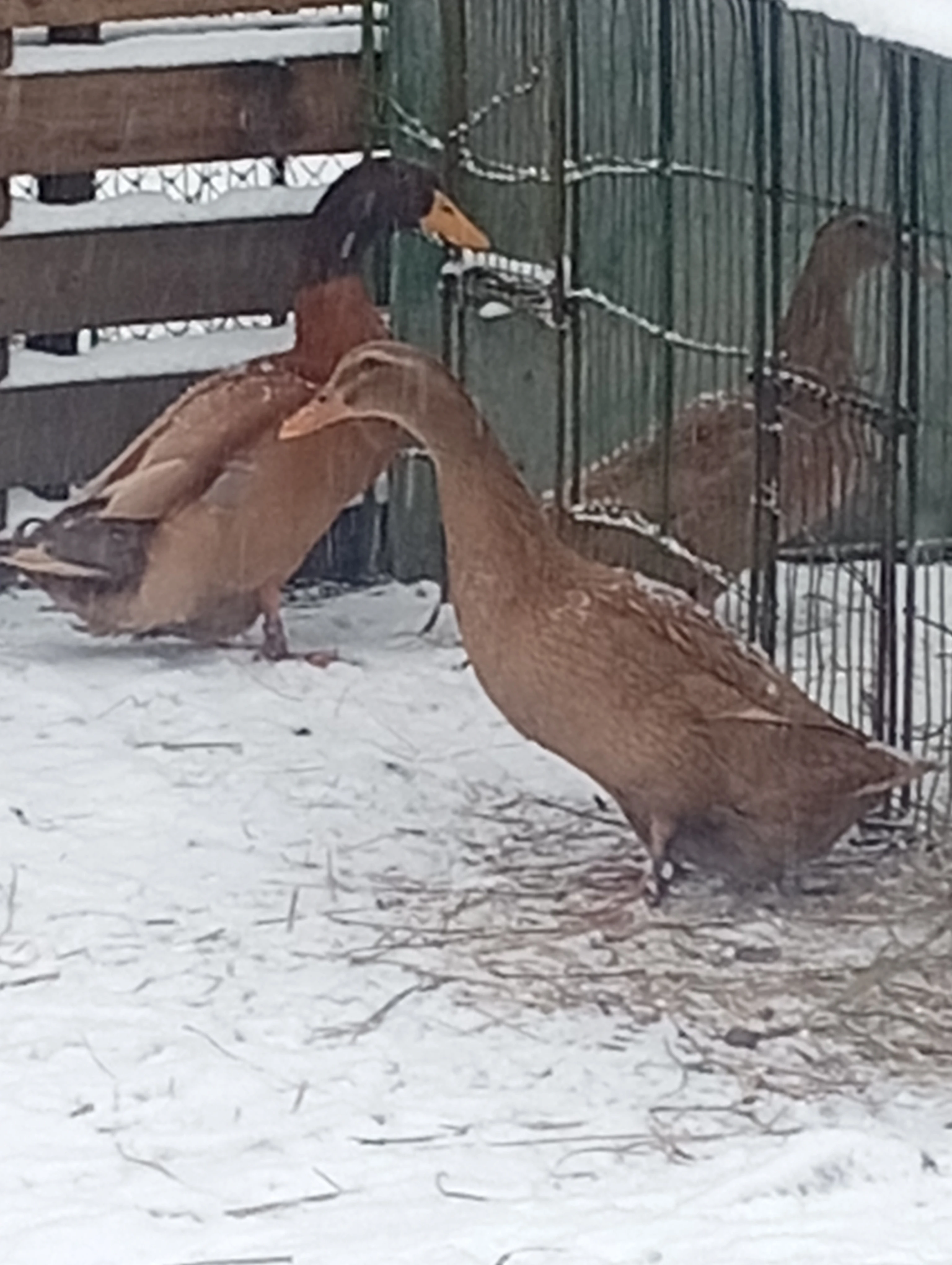 Kachny Orpingtonské