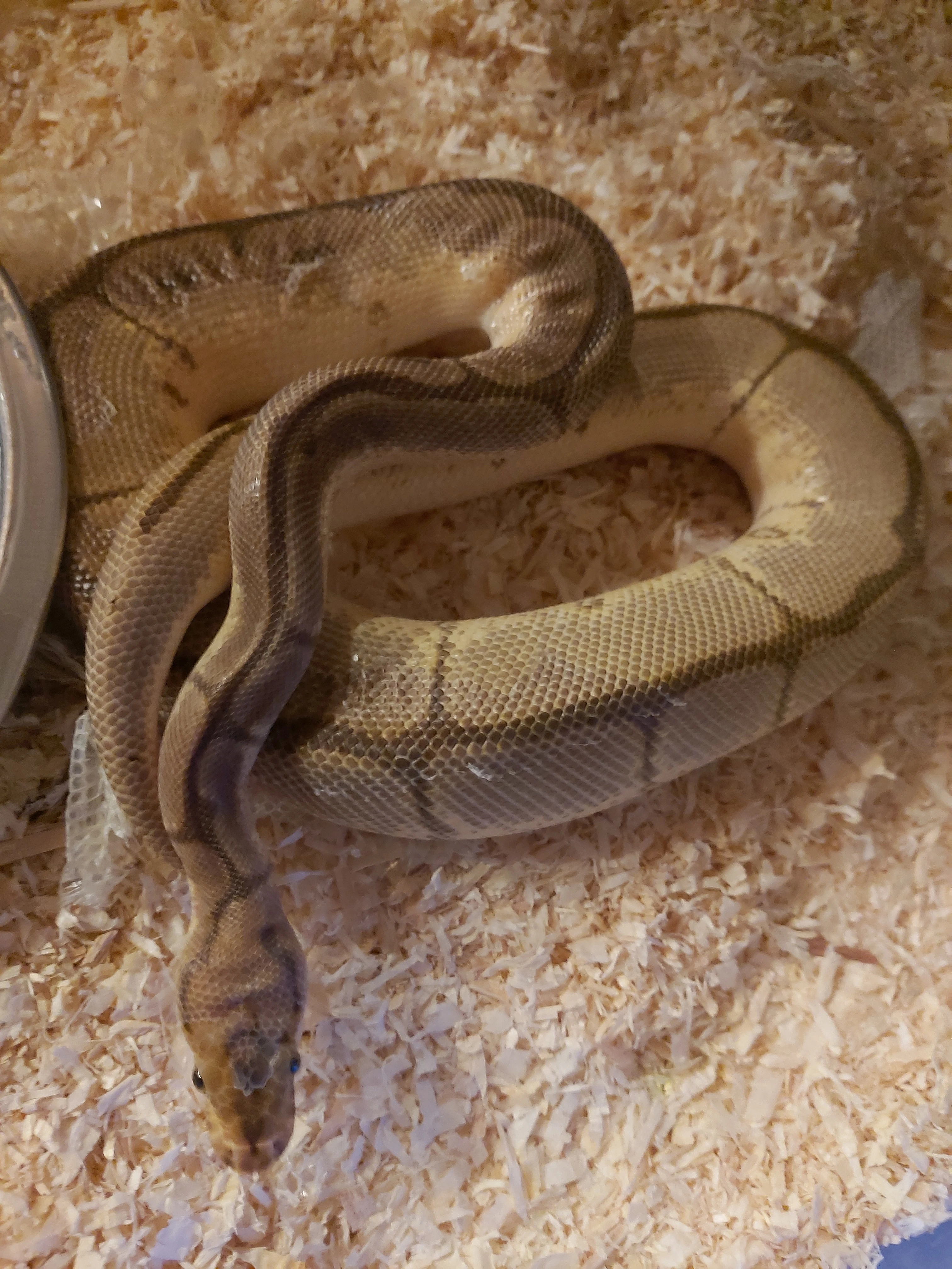 Prodám krajtu královskou