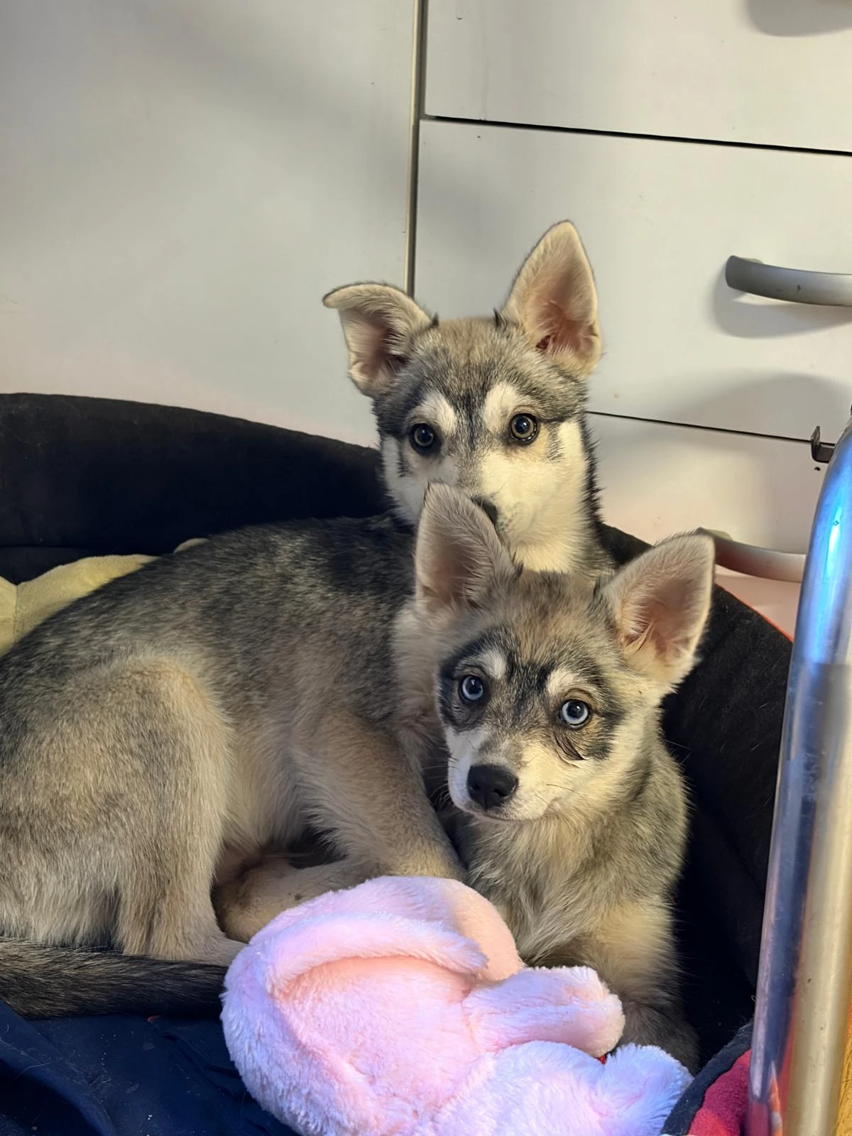 Alaskan klee kai