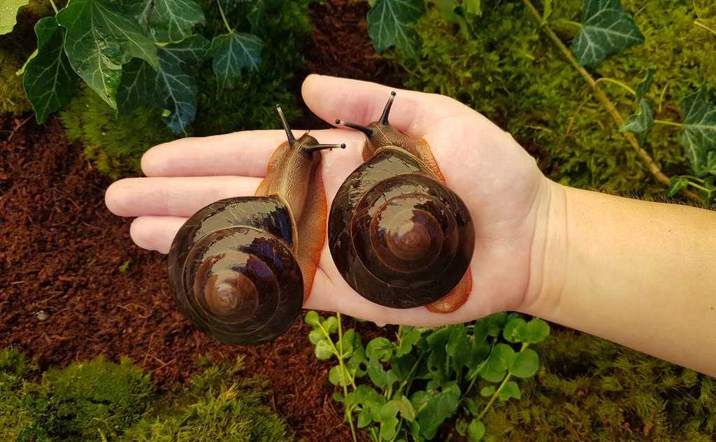 Africký šneci Pleurodonte excellens Dominican republic