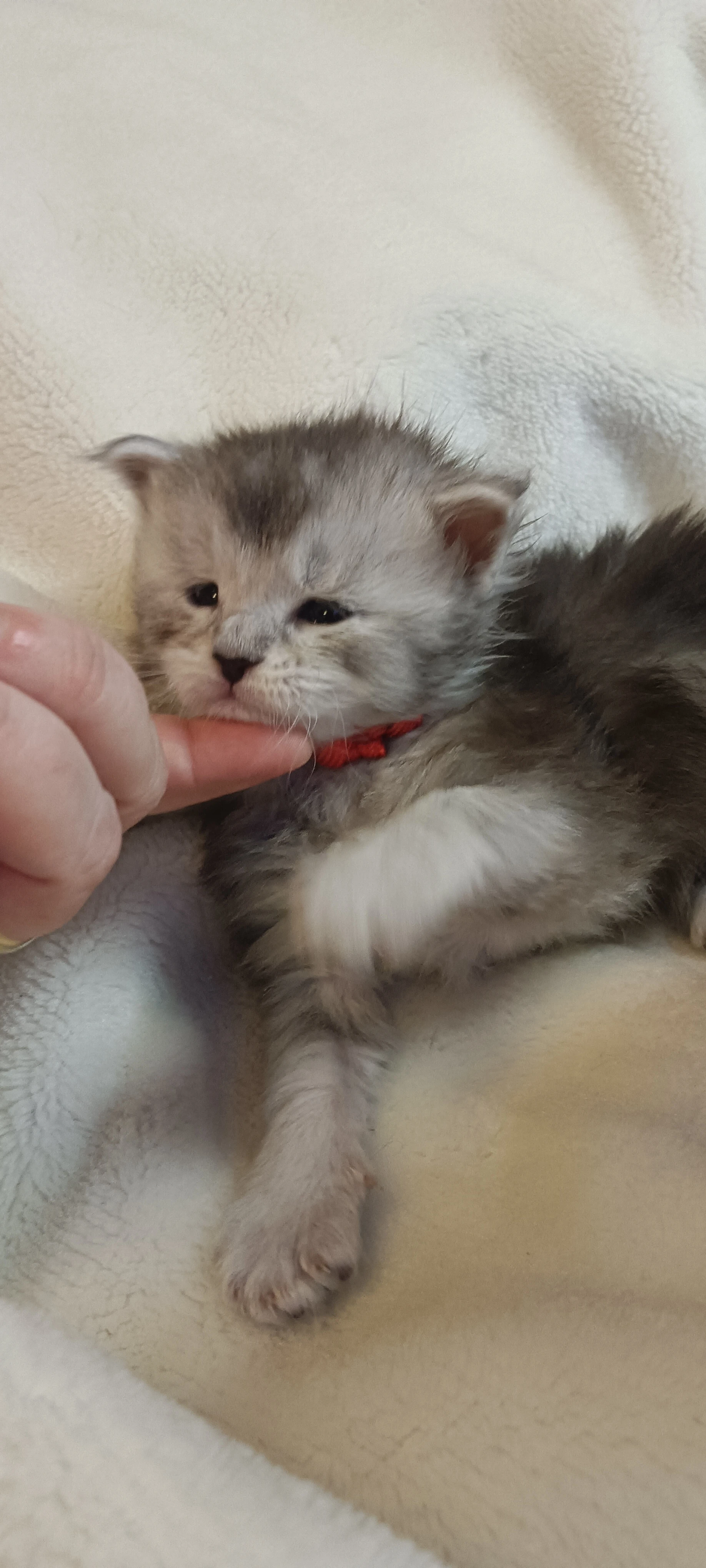 Krásná koťátka s PP