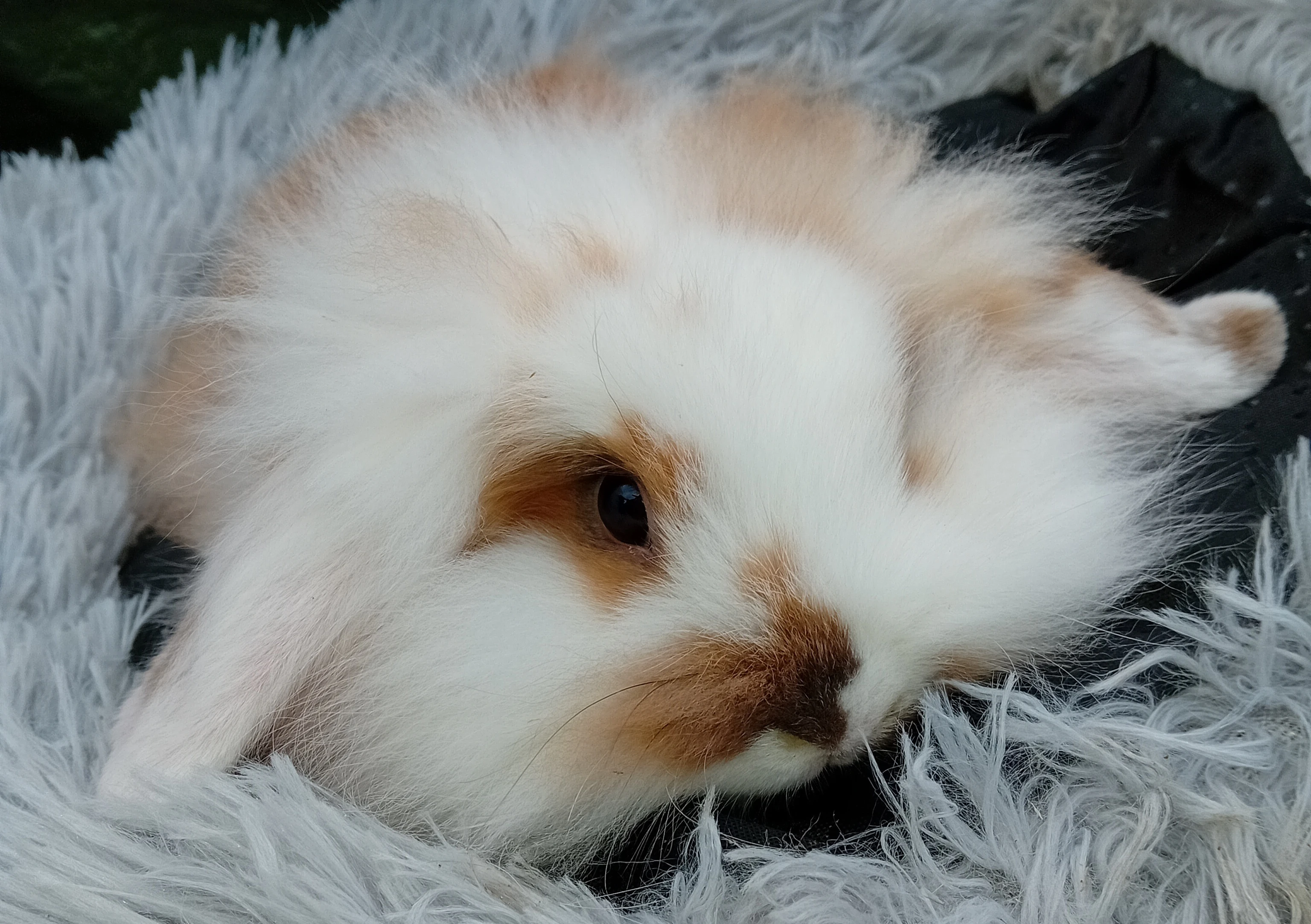 Zakrslý beránek s t.g. D1