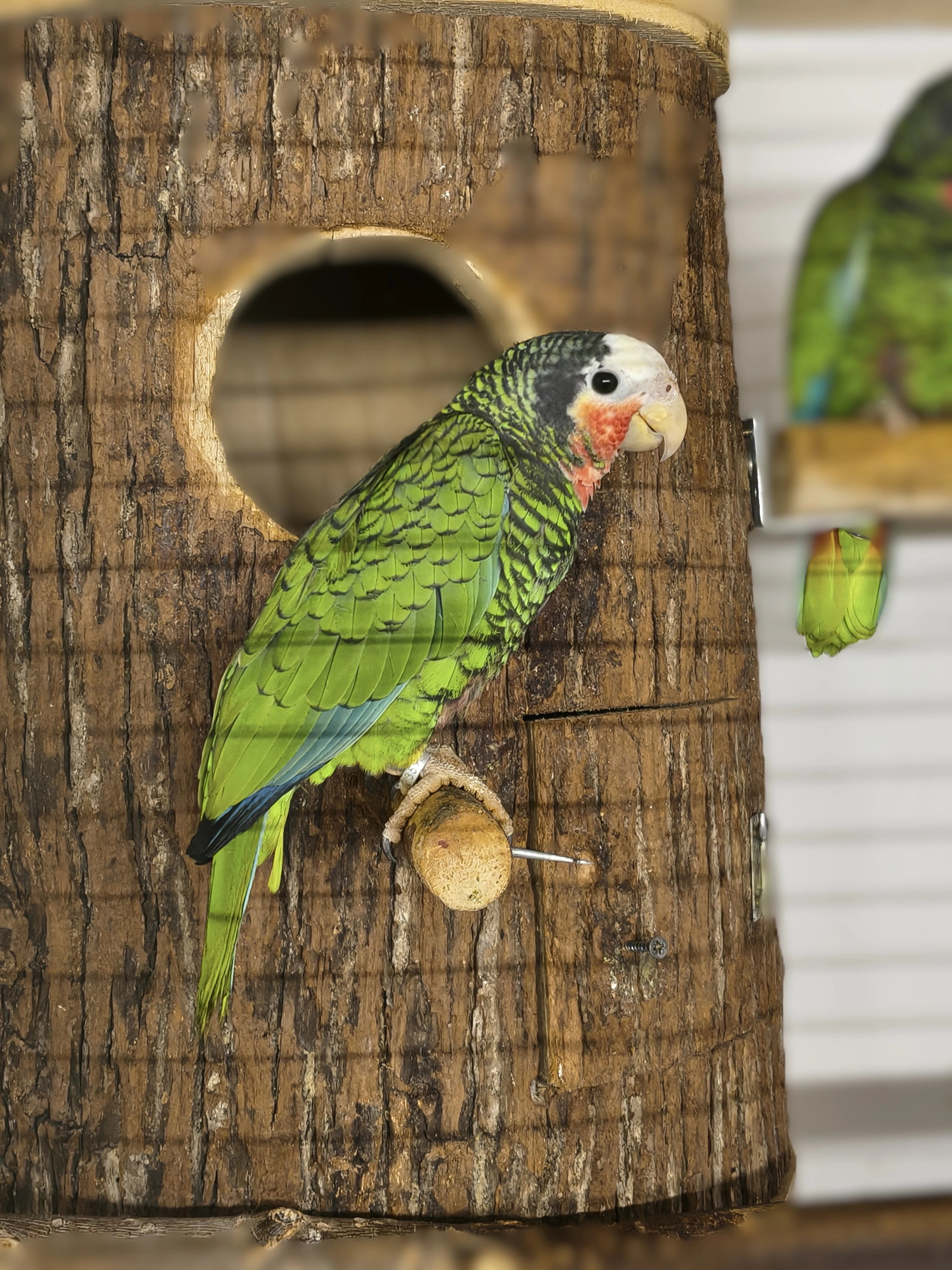 Amazoňan Kubánsky  0: 1