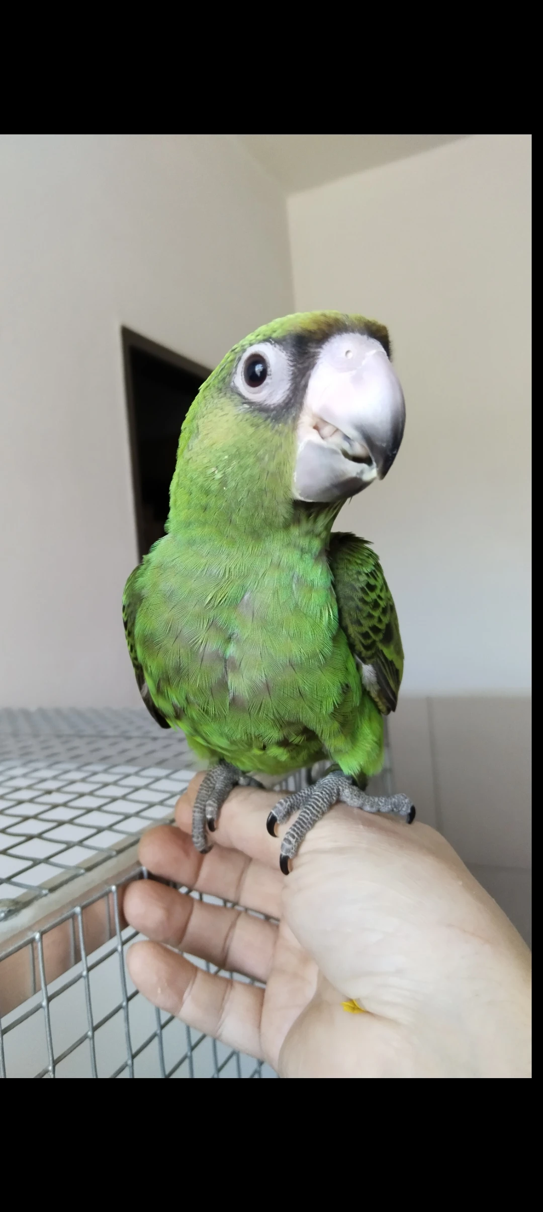 Papoušek konžský gulielmi fantiensis 1,0