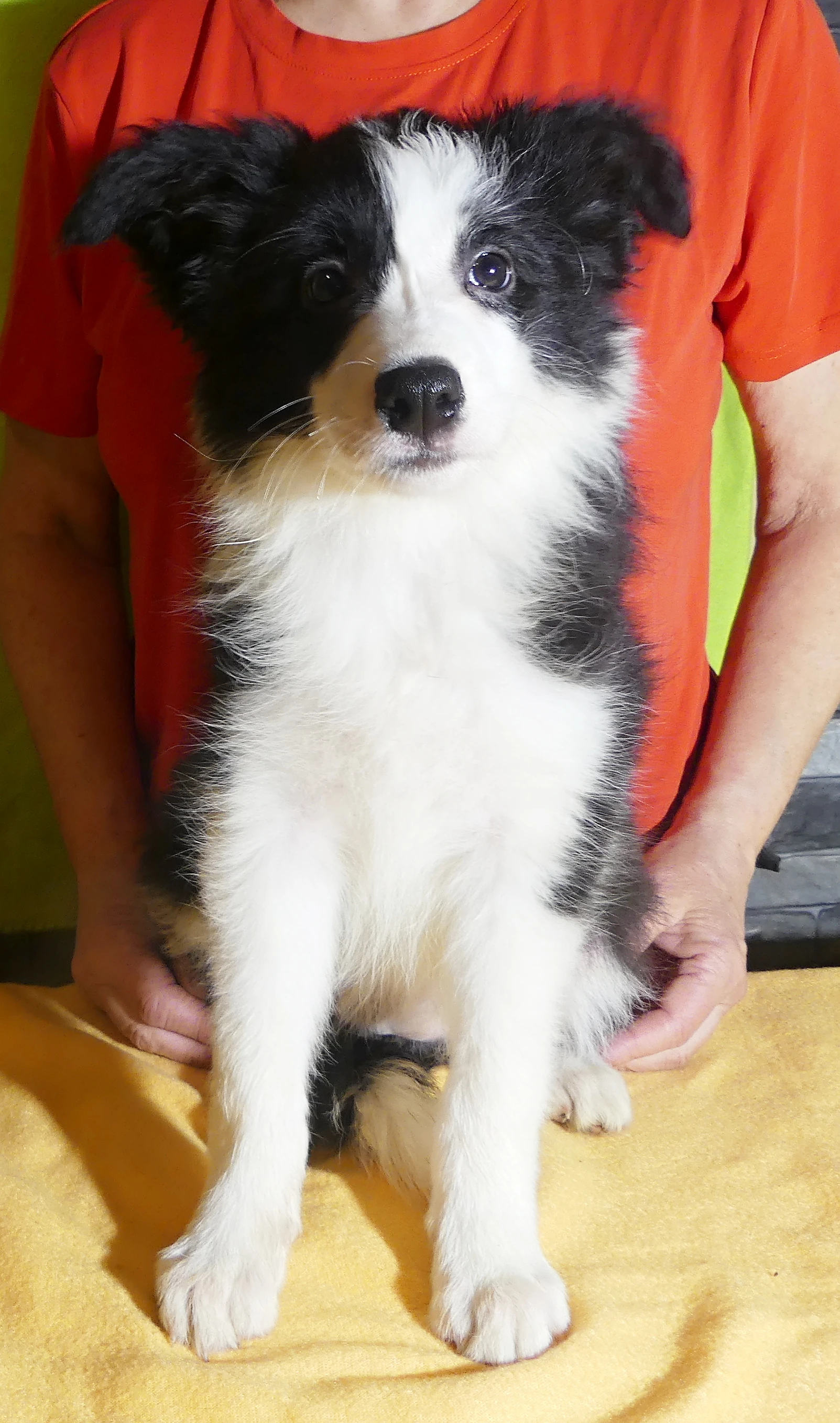 Roztomilá fenka border kolie s PP