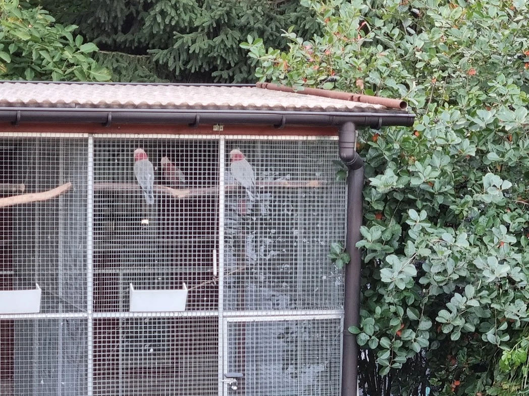 Kakadu růžový - samec