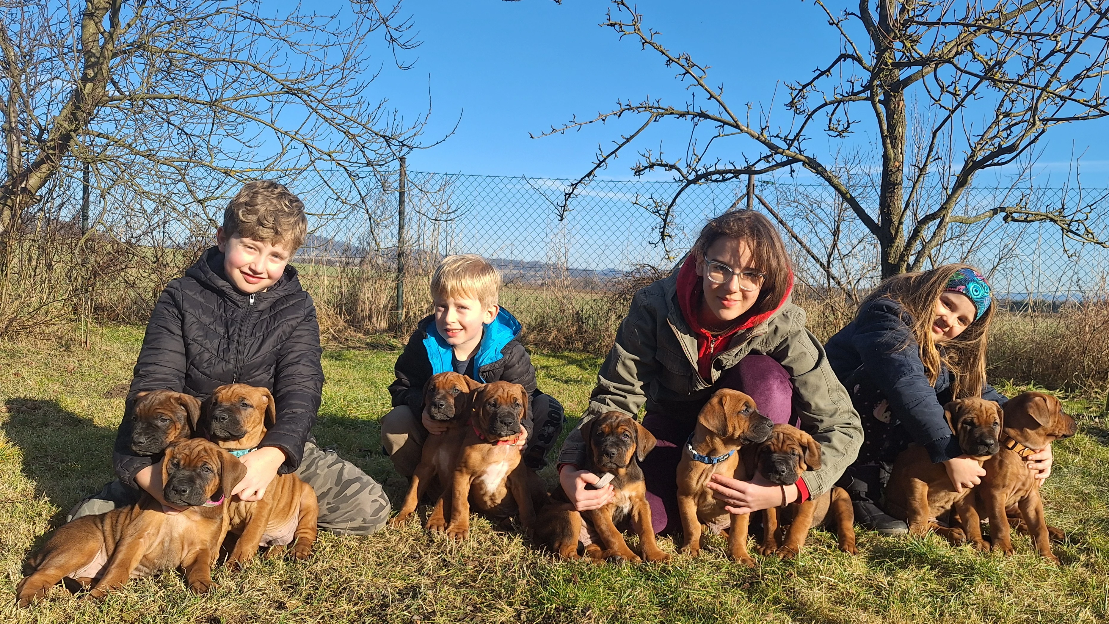 Tosa inu s PP již brzy k odběru 