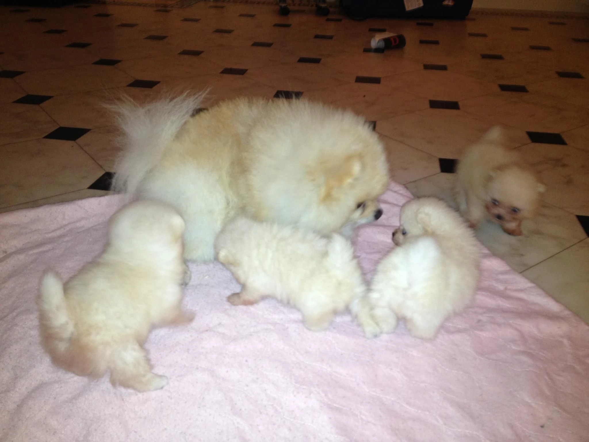 Pomeranian štěňata k dispozici