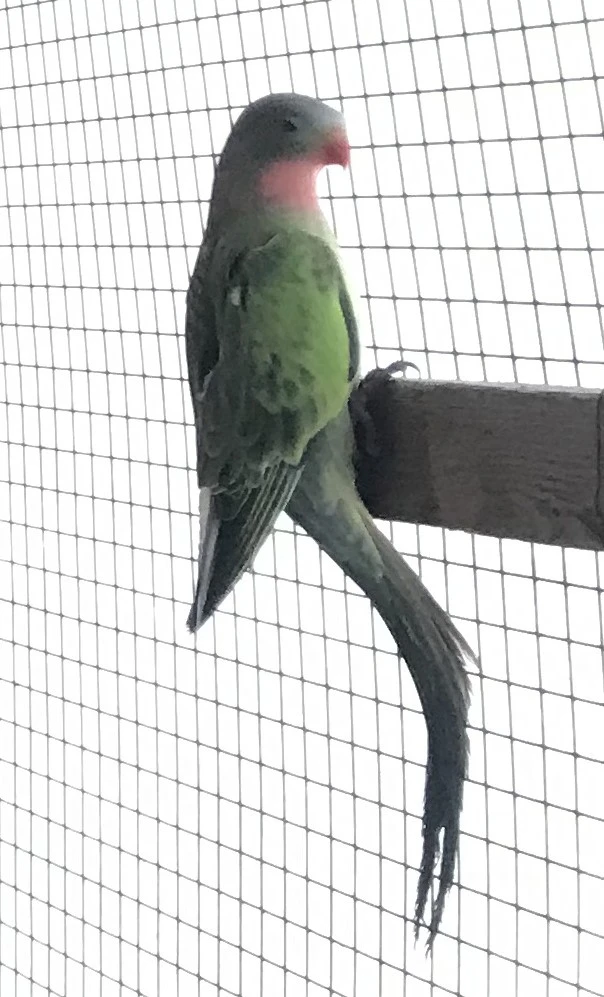 Papoušek Alexandřin