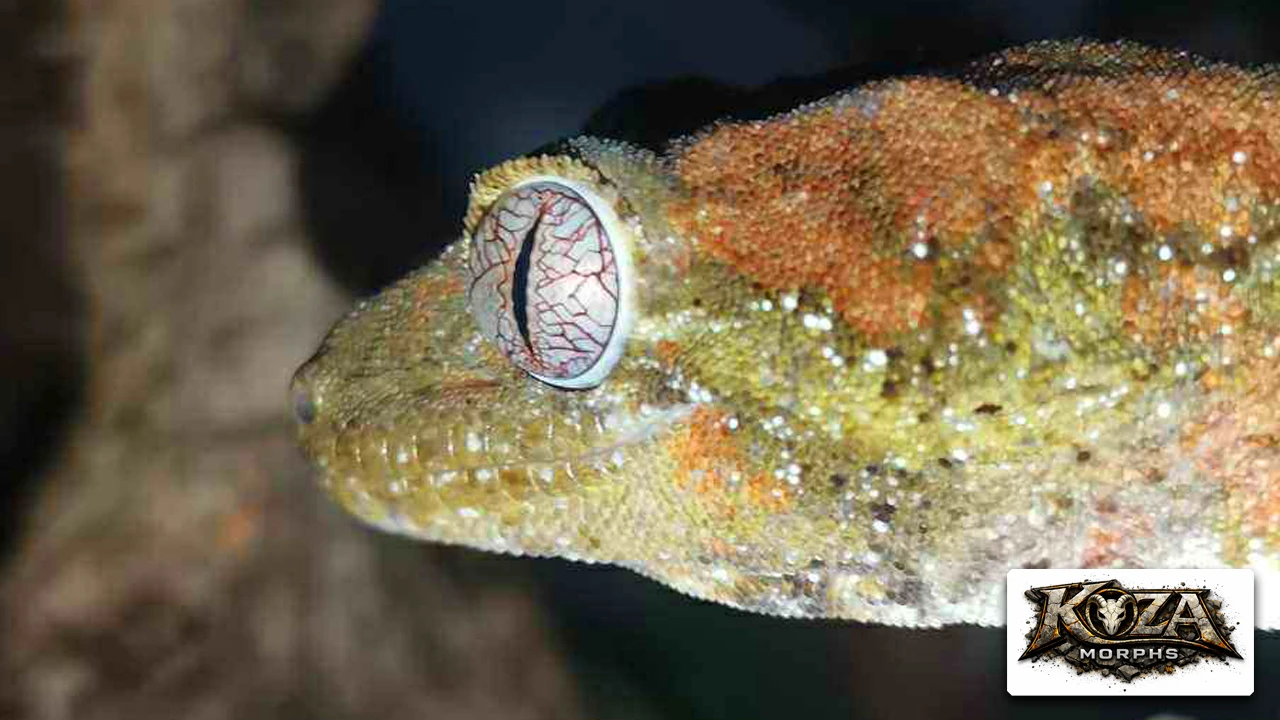 Mniarogekko chahoua (Pagekon lišejníkovitý) neurčení a samice