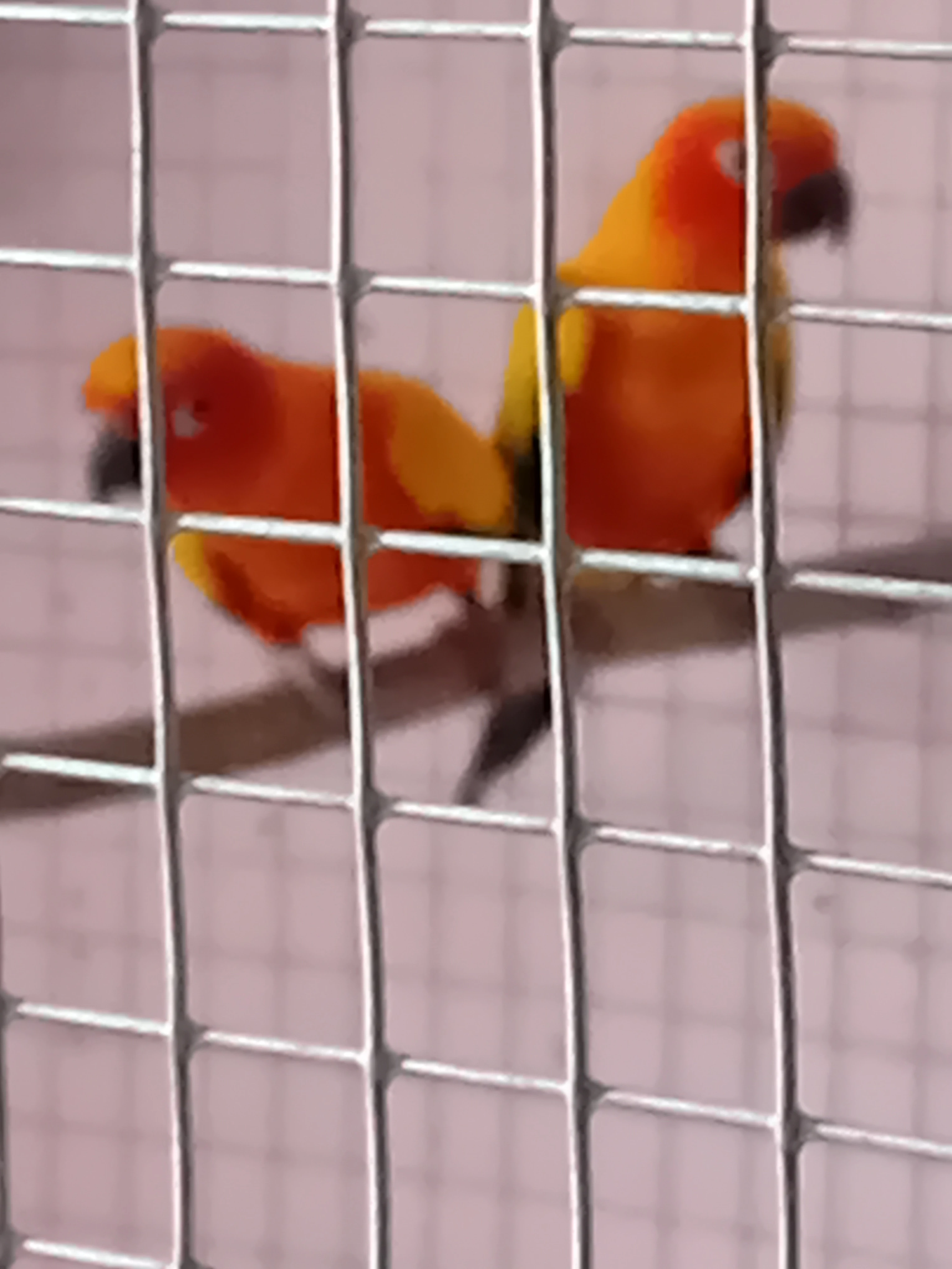 1.1 Aratinga Sluneční