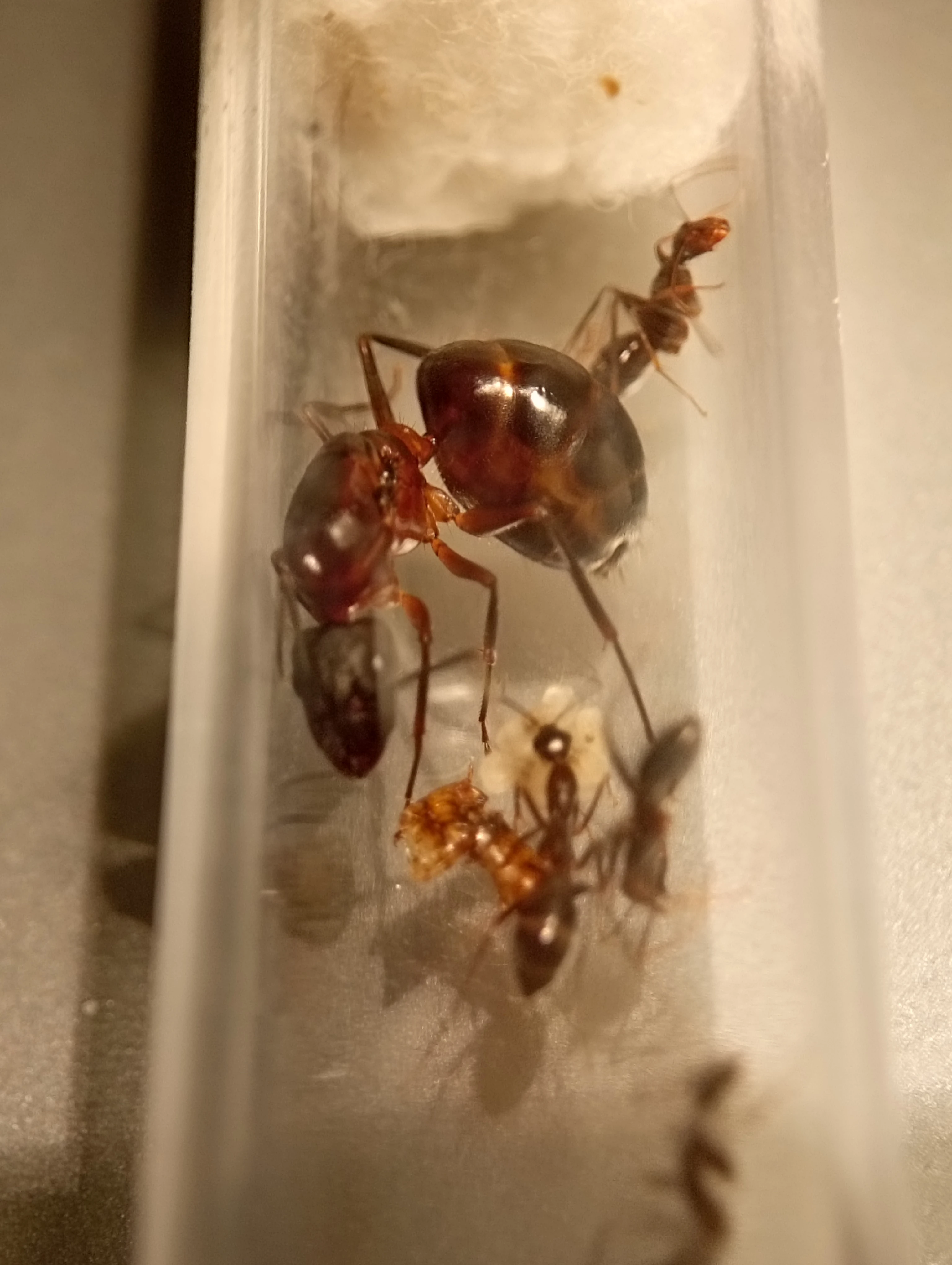 Mravenec barbarský (Camponotus barbaricus)