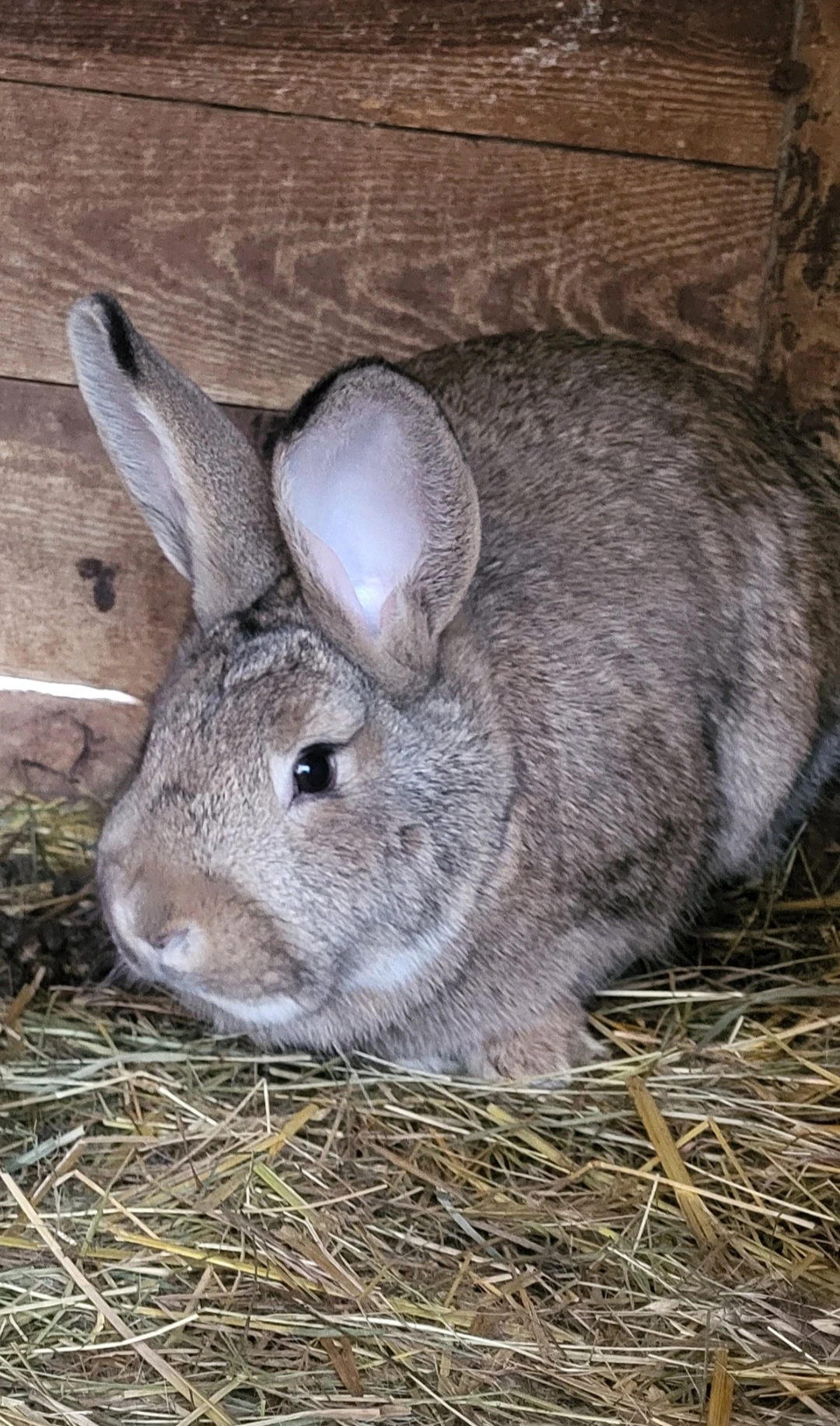 Prodám samici na chov