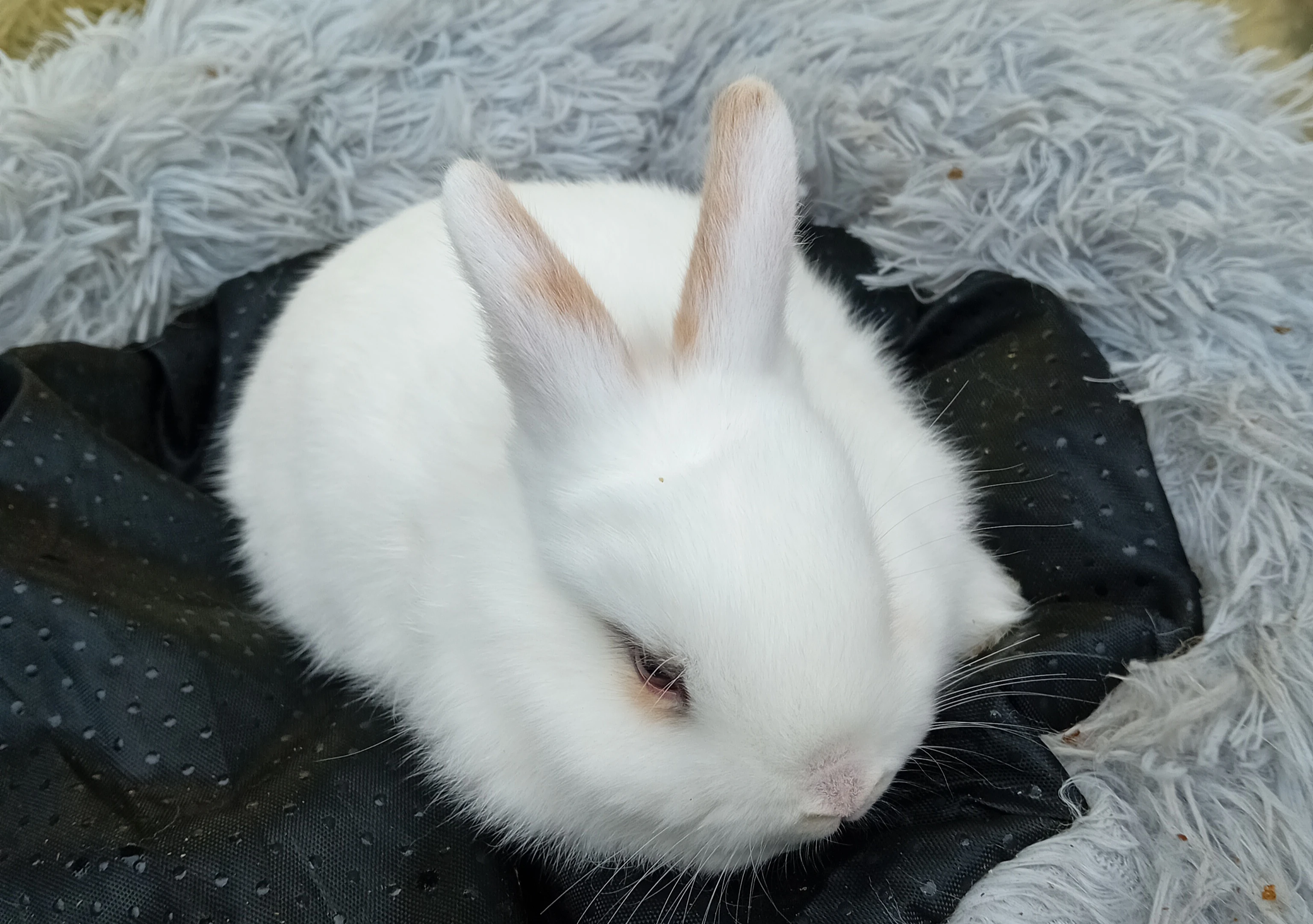 Zakrslý králíček E3