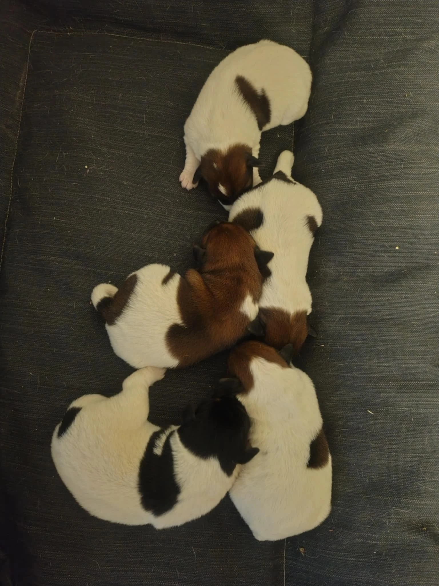 Foxteriér hladkosrstý štěňata s PP