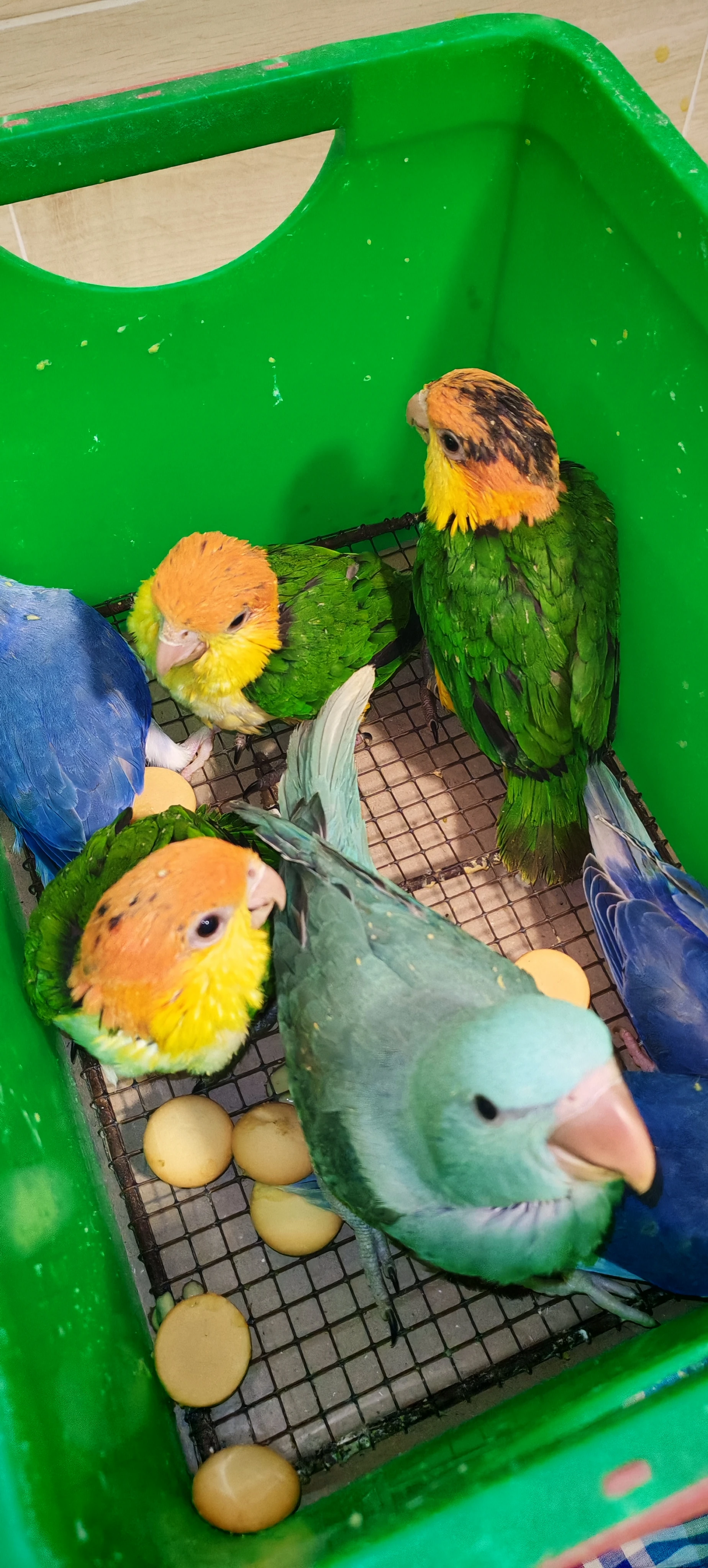 Amazonek bělobřichy, Alexandr