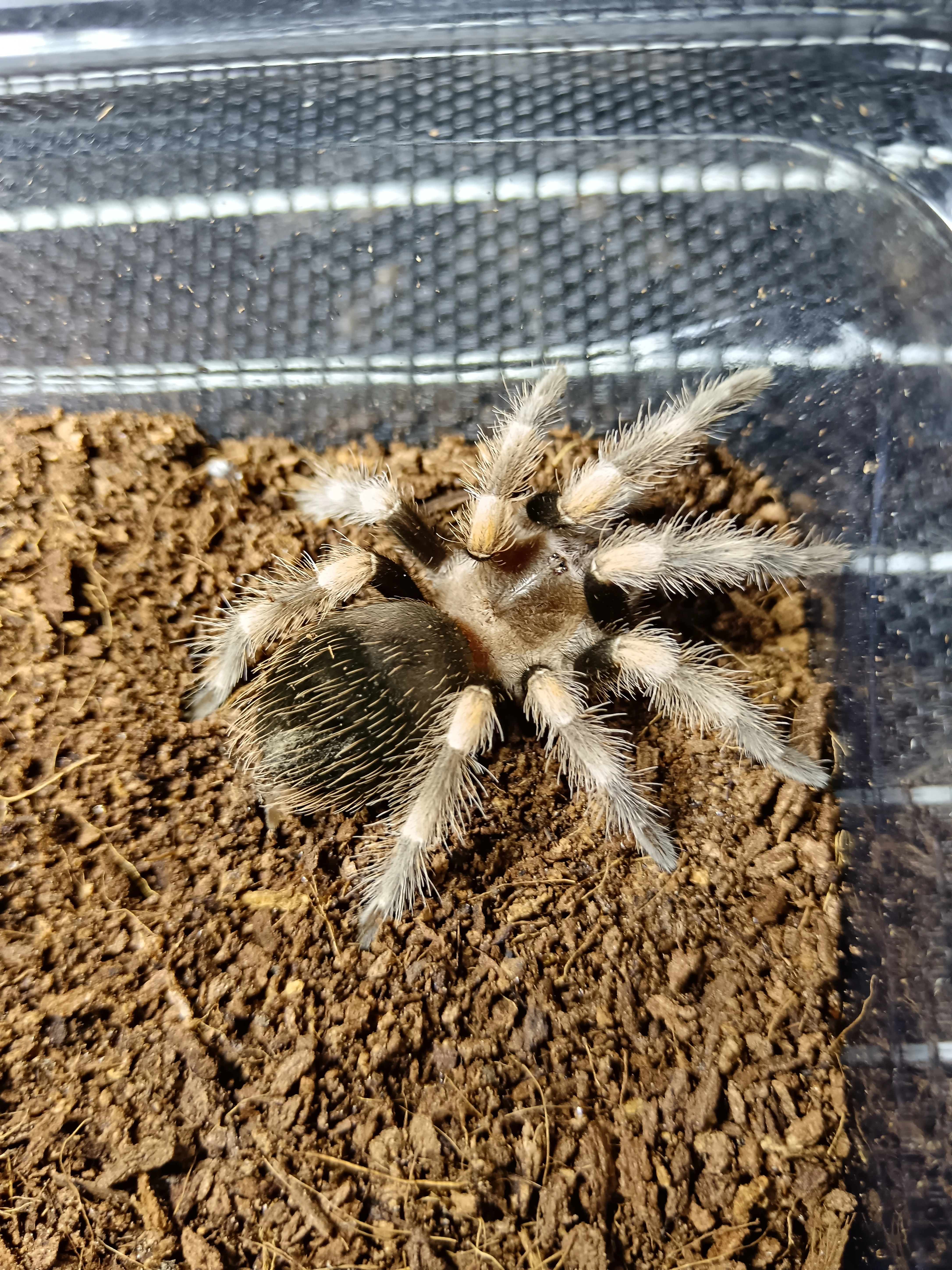 Brachypelma hamorii (ex smithi)