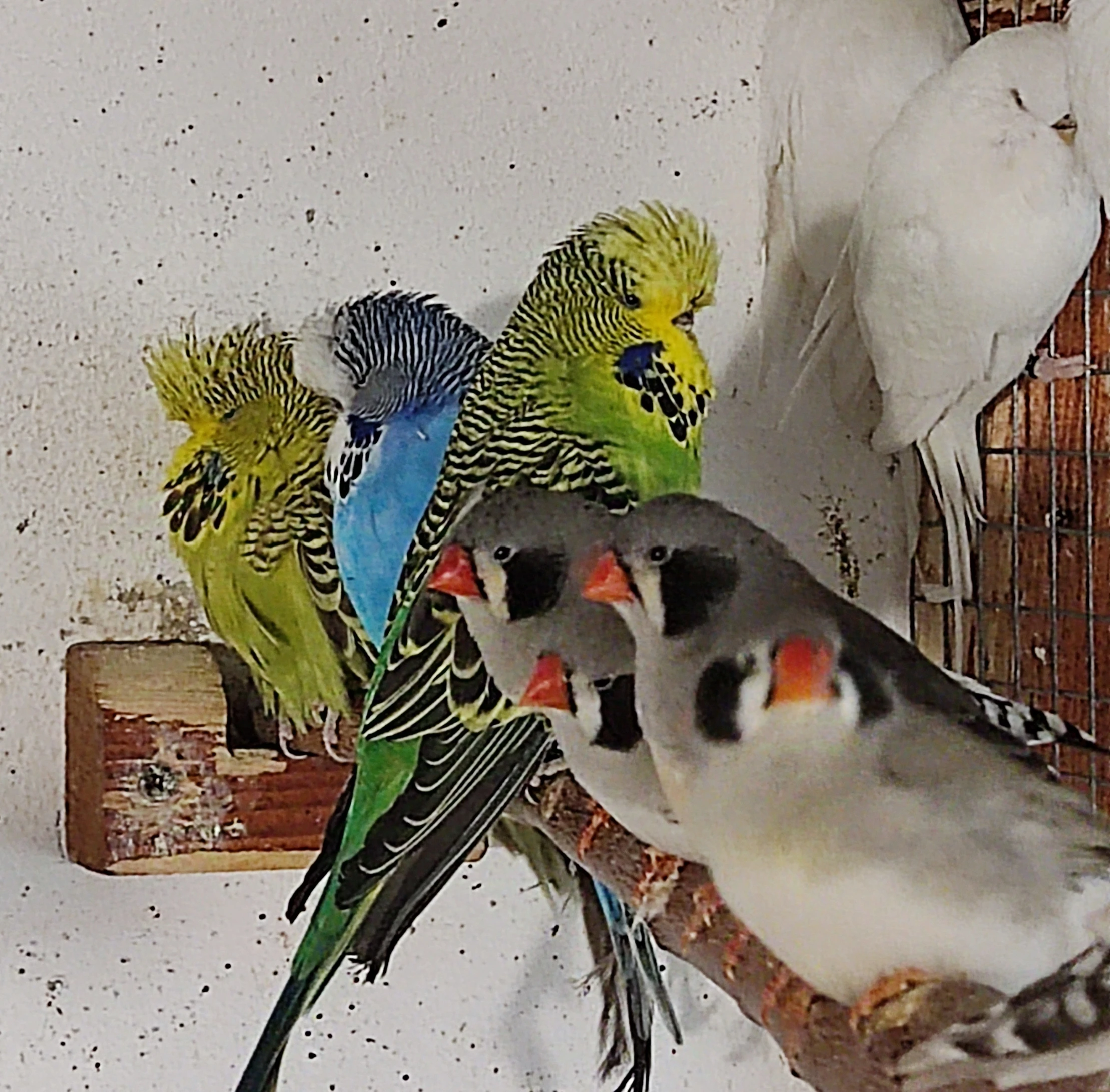 Prodám výstavní andulky