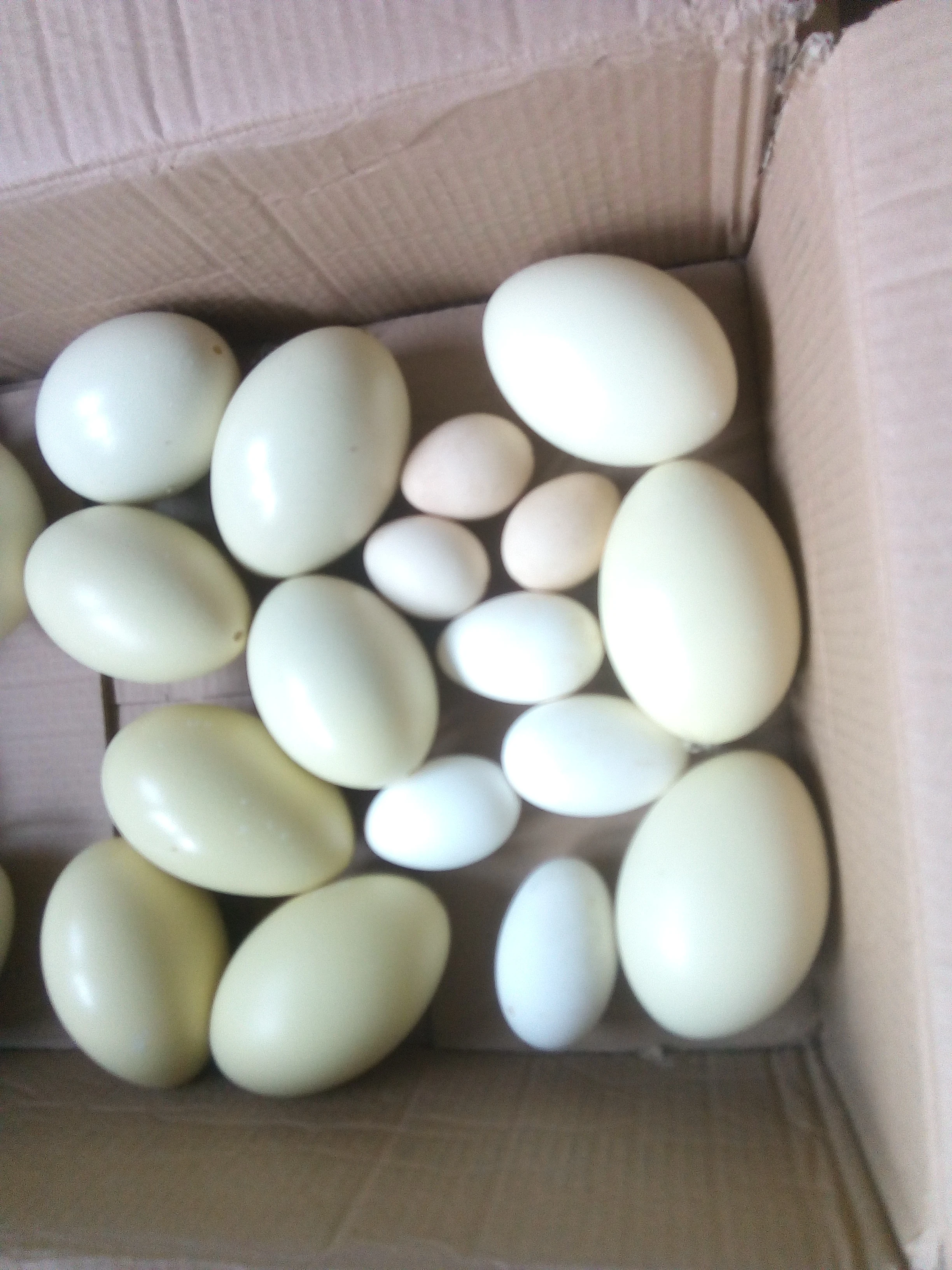 Výfuky různých vajec