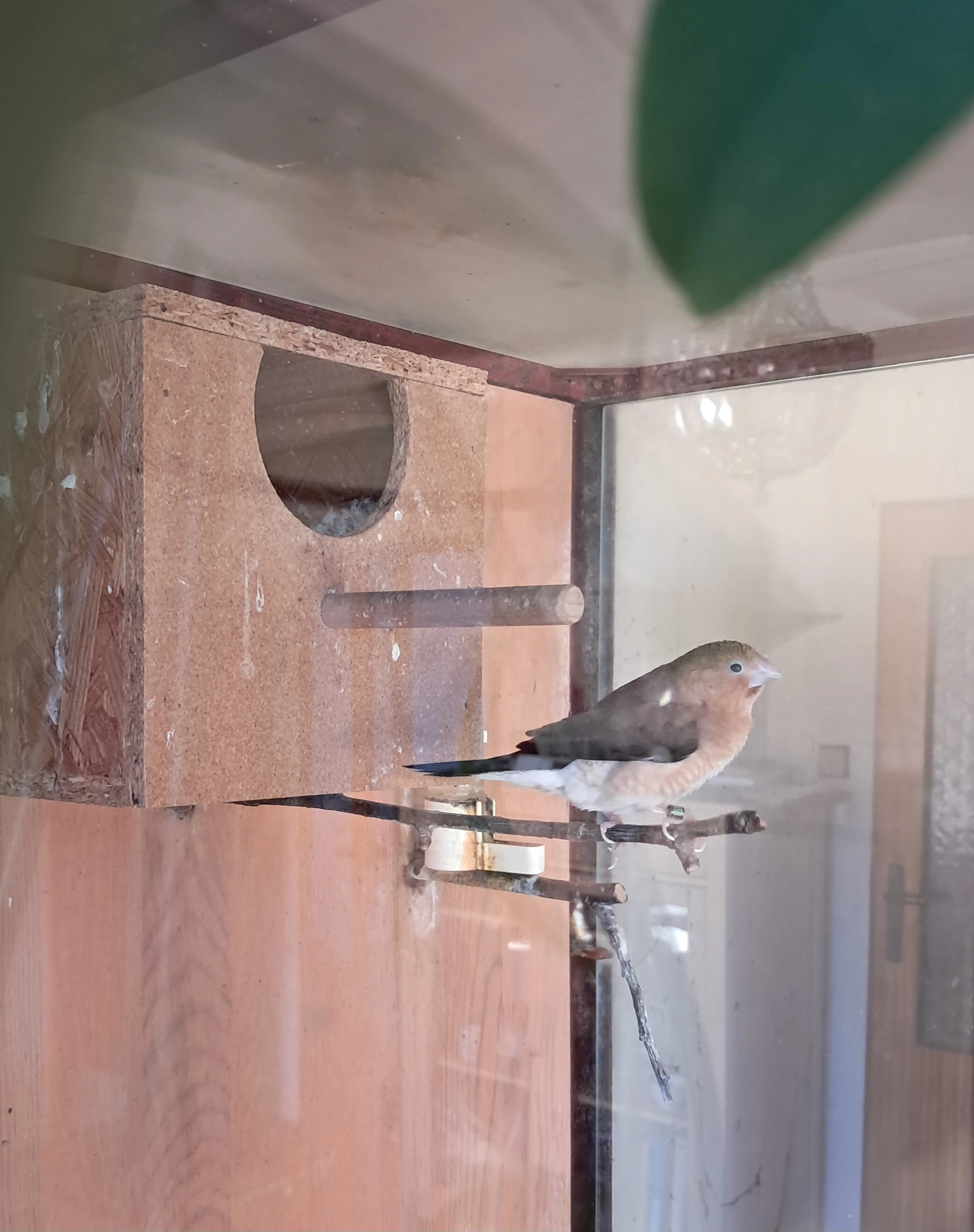 Daruji samečka stříbrozobky