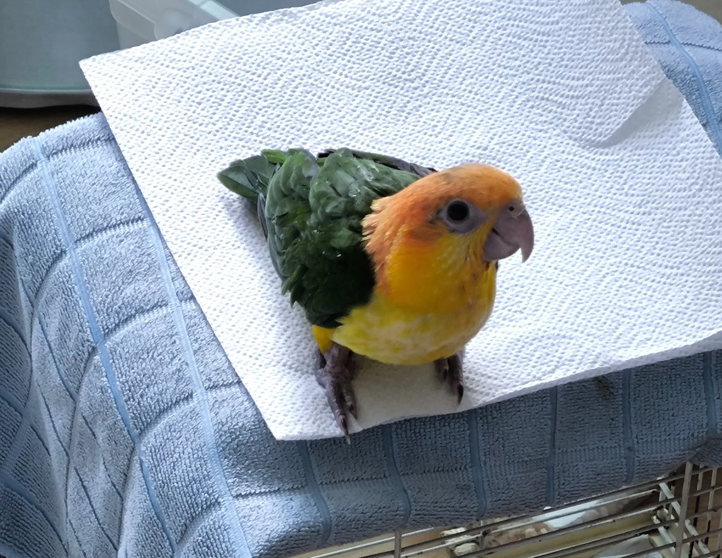 Amazonek bělobřichý – samička, ochočená, DNA,ručně dokrmená