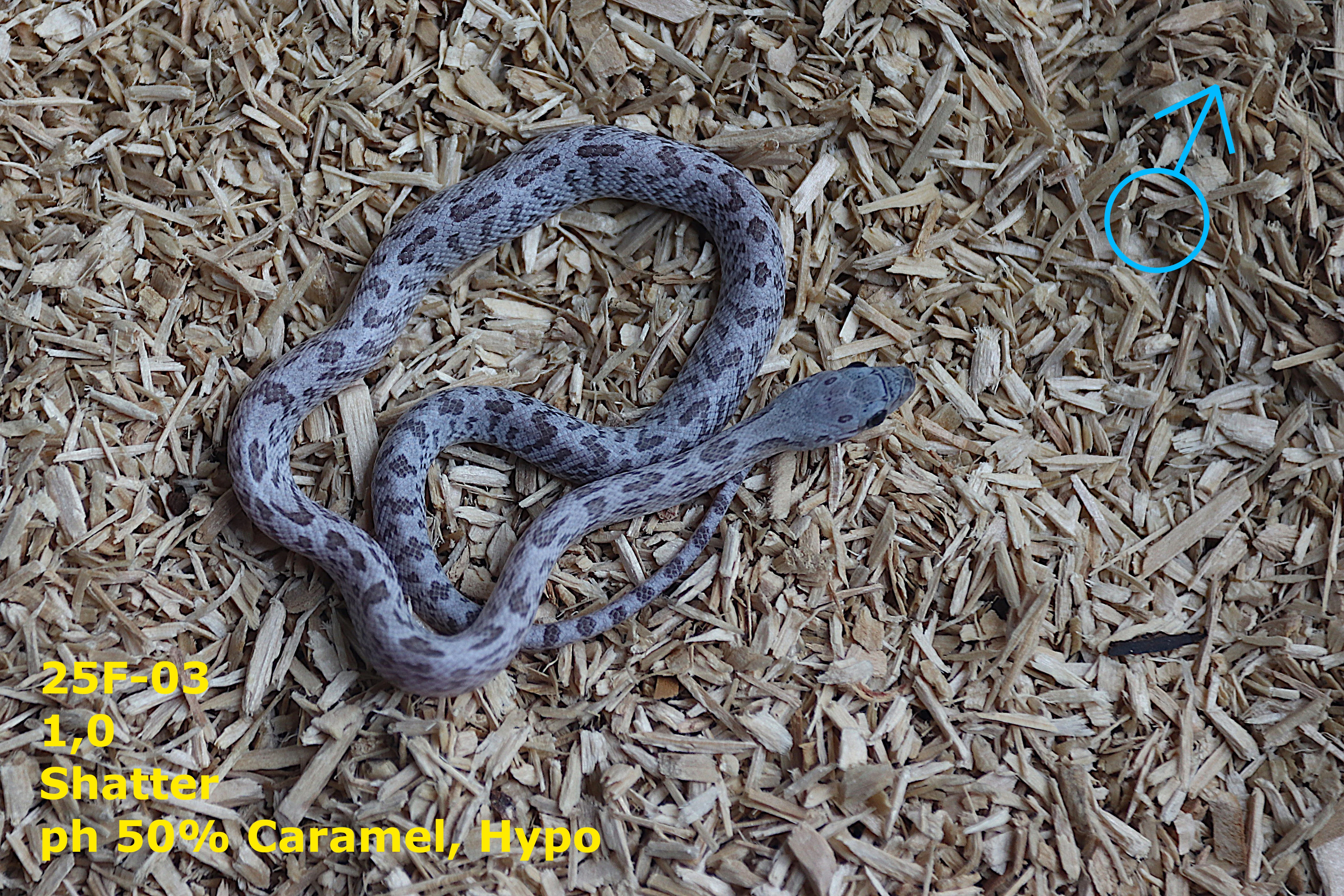 Užovka červená (P. guttatus) - Shatter, Sunkissed