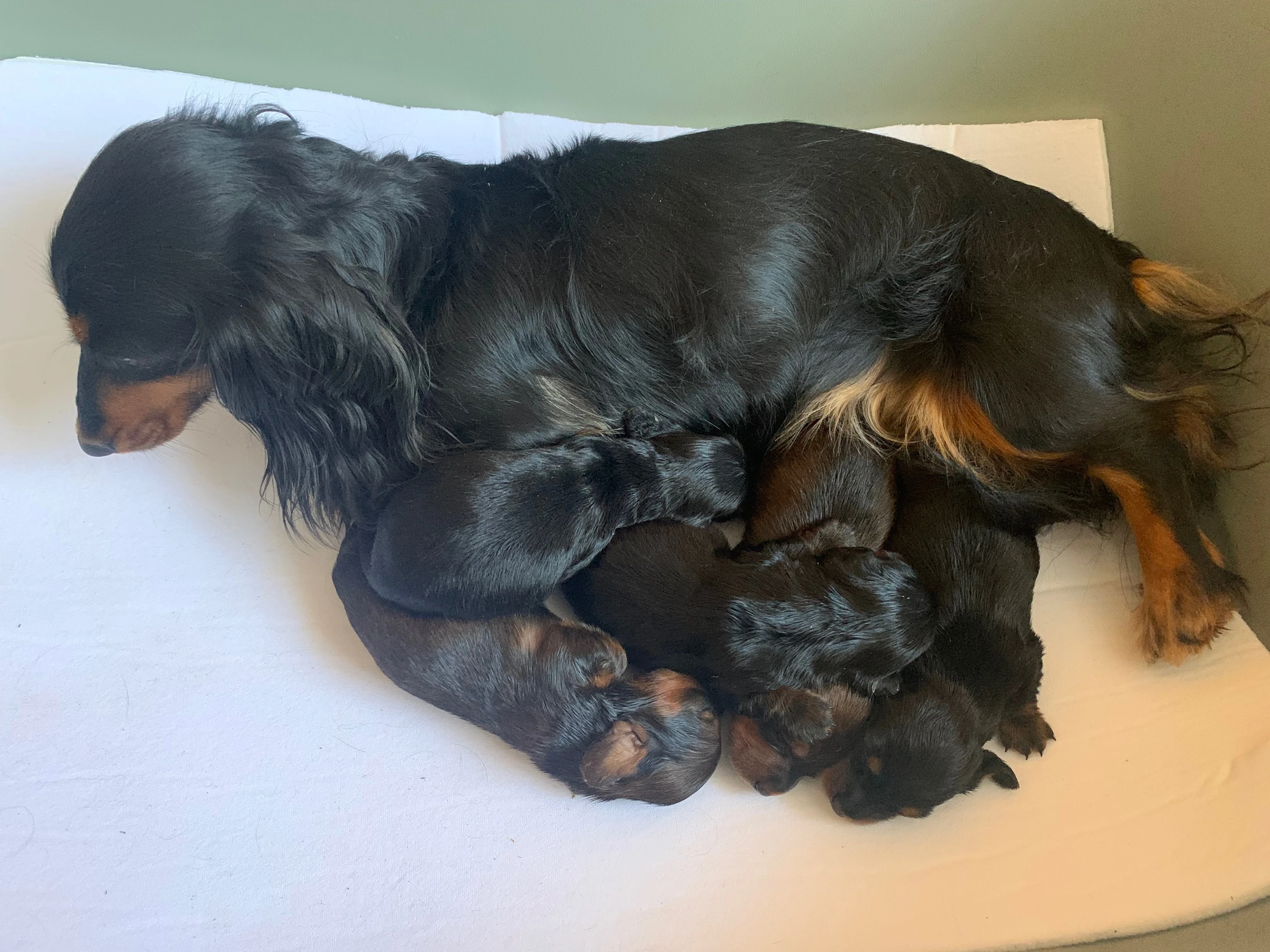 Jezevčík dlouhosrstý trpasličí/kraličí černý s pálením a červený