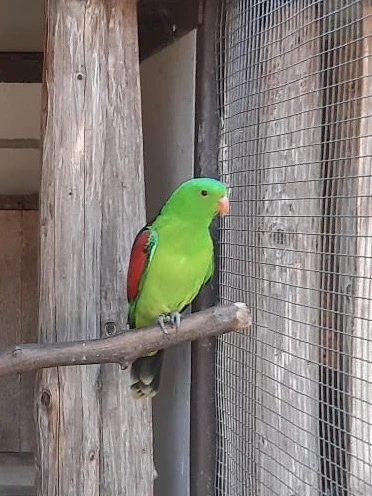 Papoušek Červenokřídlý, chovný samec, 6 let