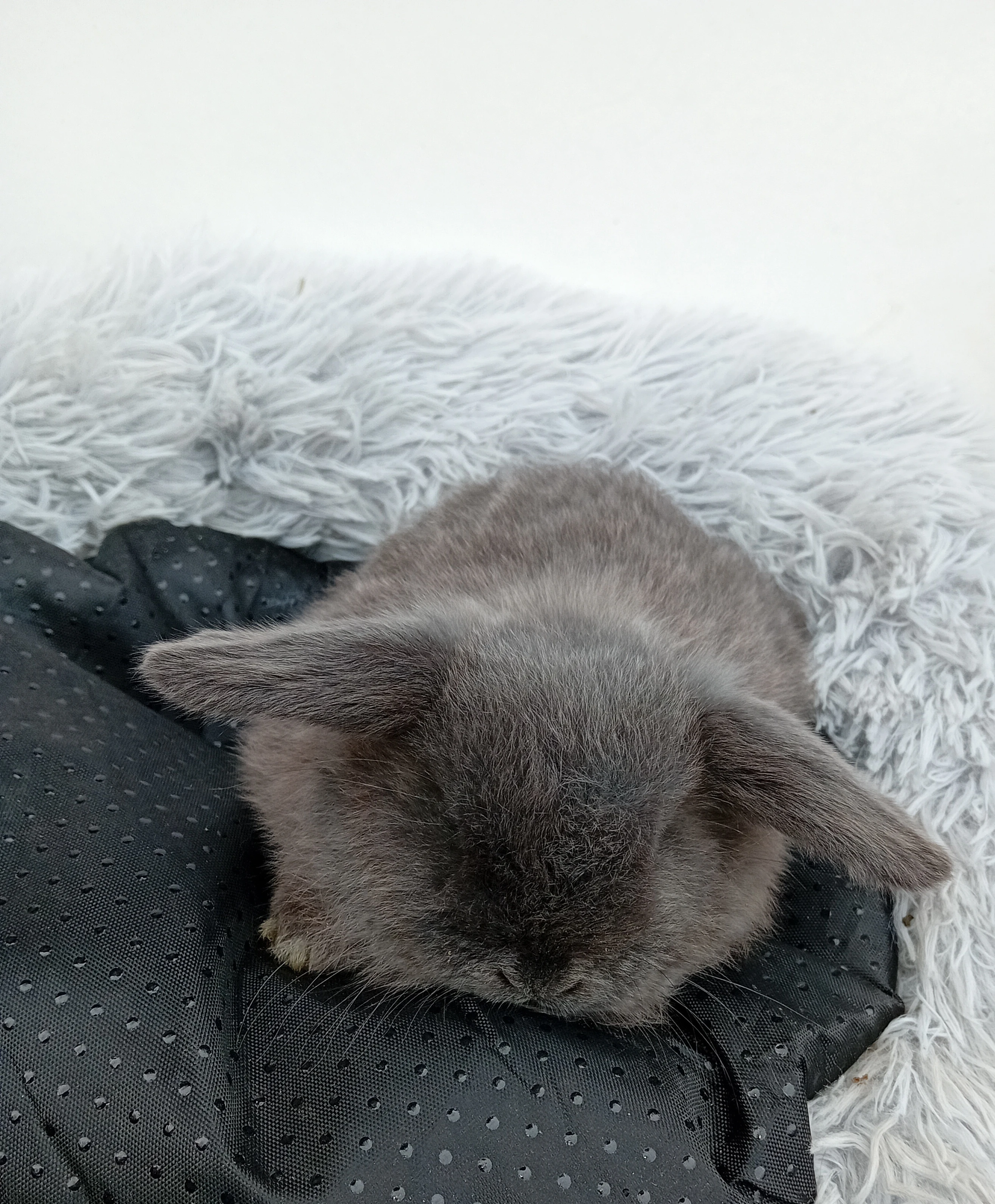 Zakrslý beránek G1