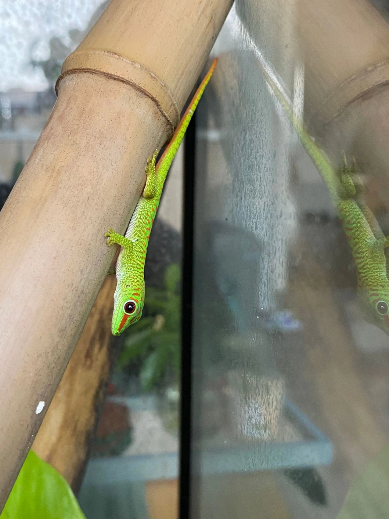Felsuma madagaskarská (Phelsuma grandis) – mláďata NZ 2025/2026