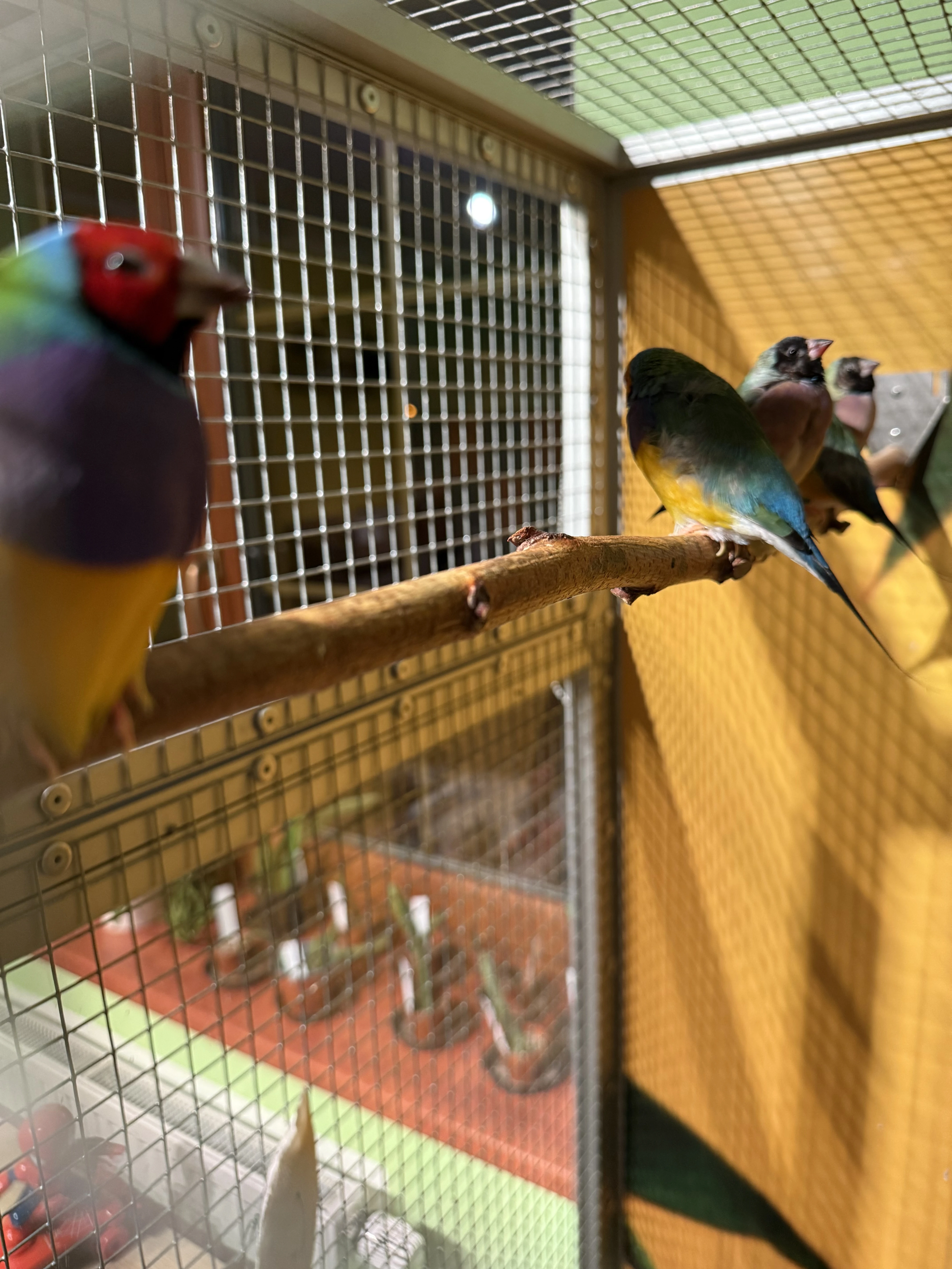 Daruji 5 Amad Gouldových