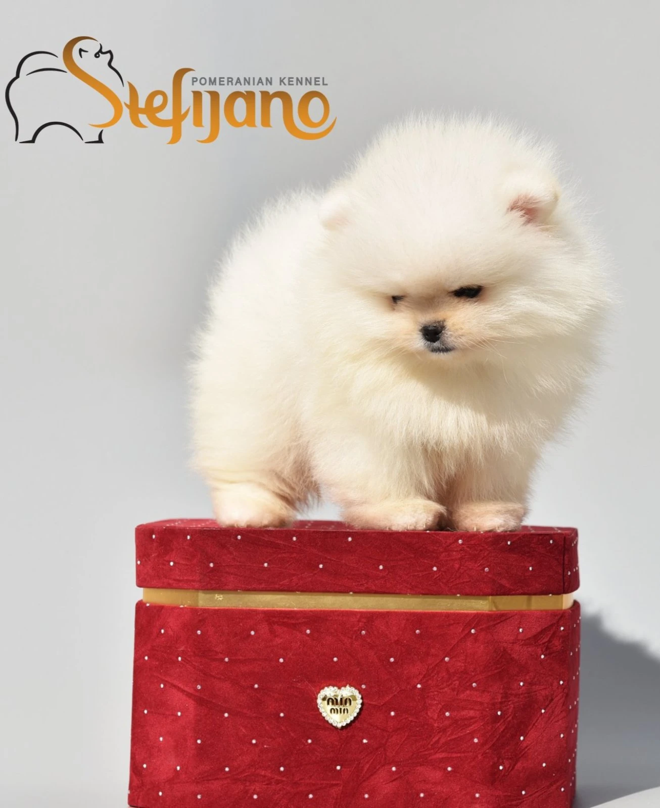 Pomeranian BOO medvídci, Štěňata Pomeranian Spitz