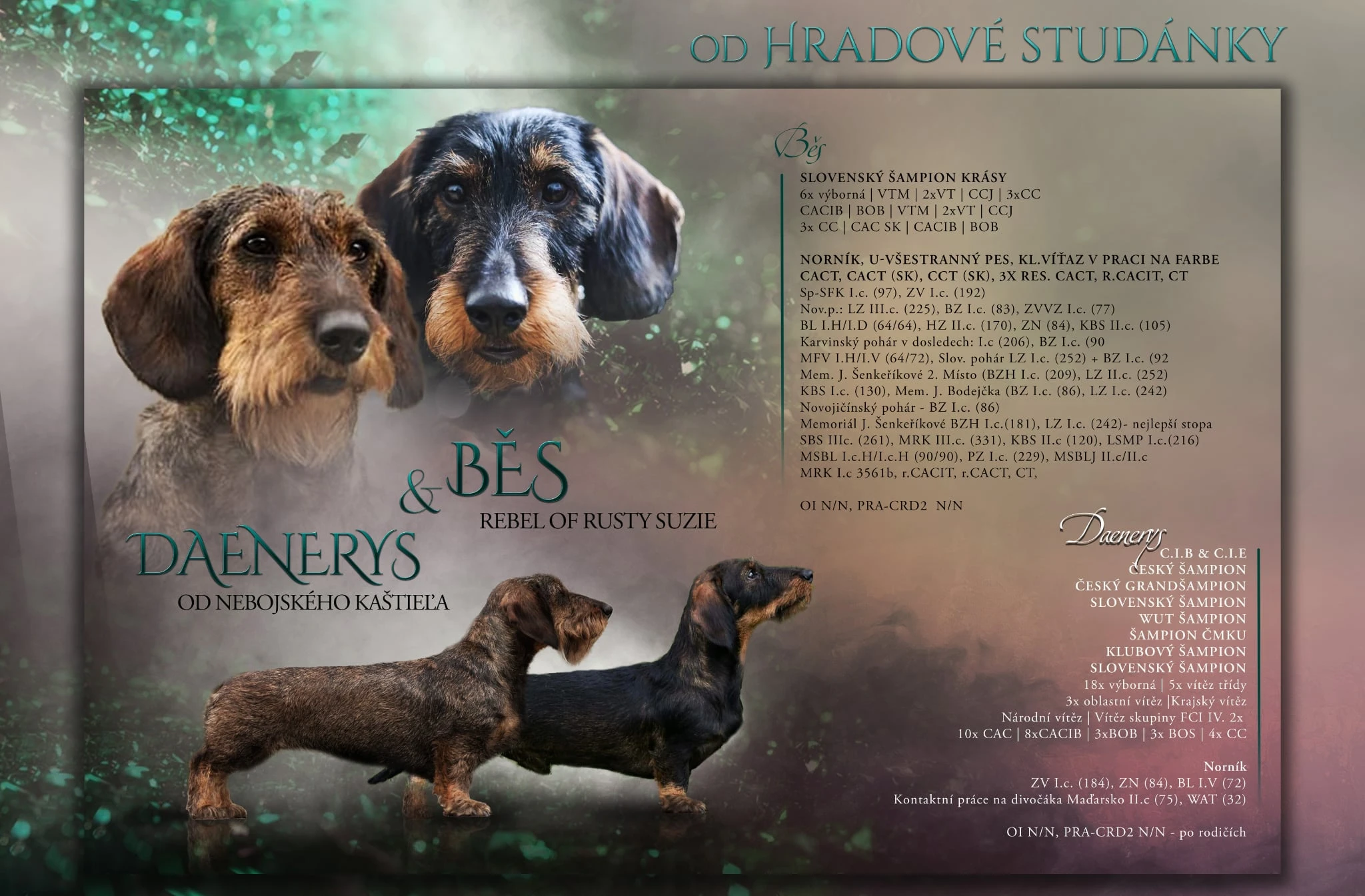 Jezevčík drsnosrstý standardní