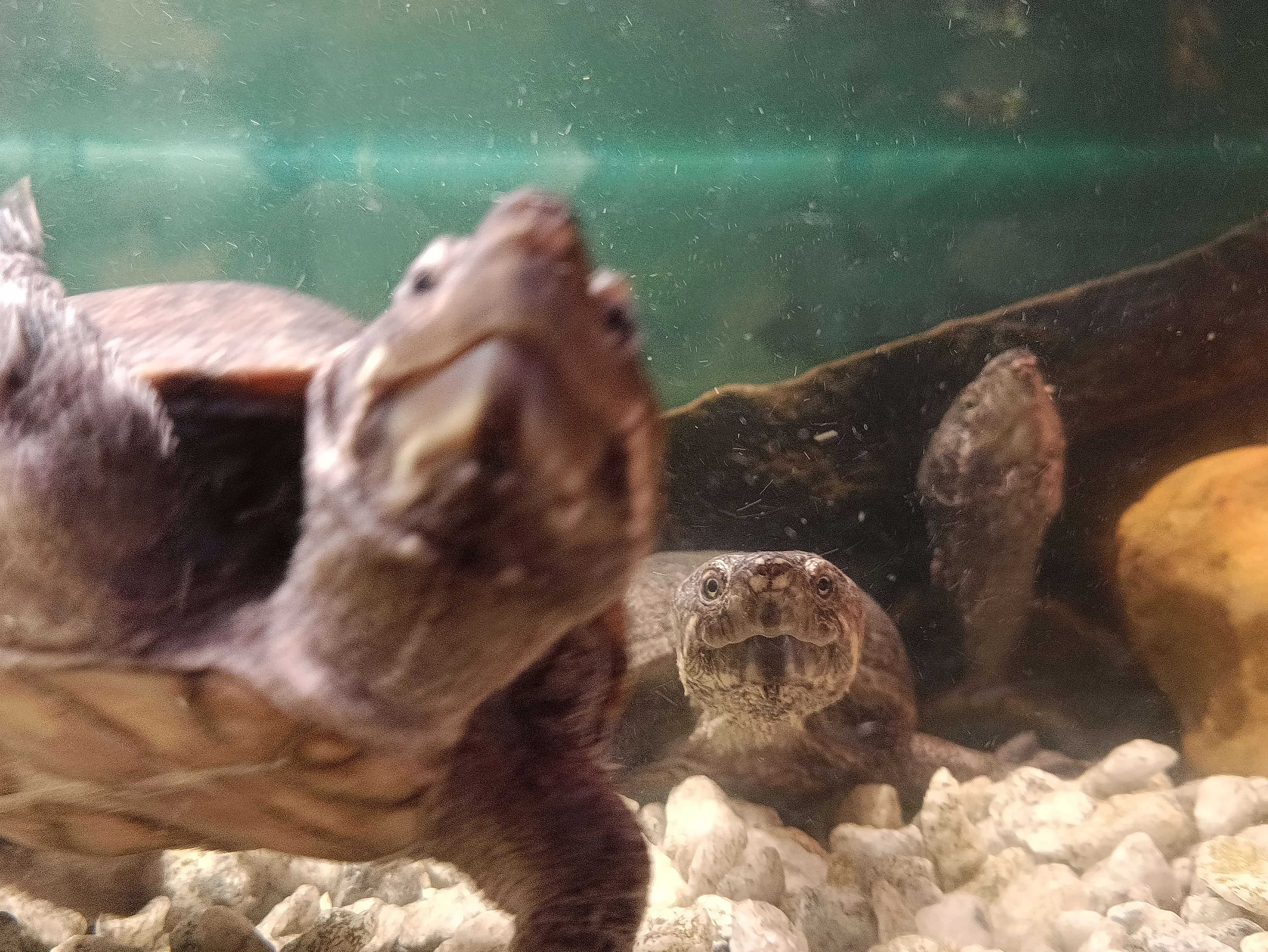 Nabízím k prodeji 5 dospělých klapavek