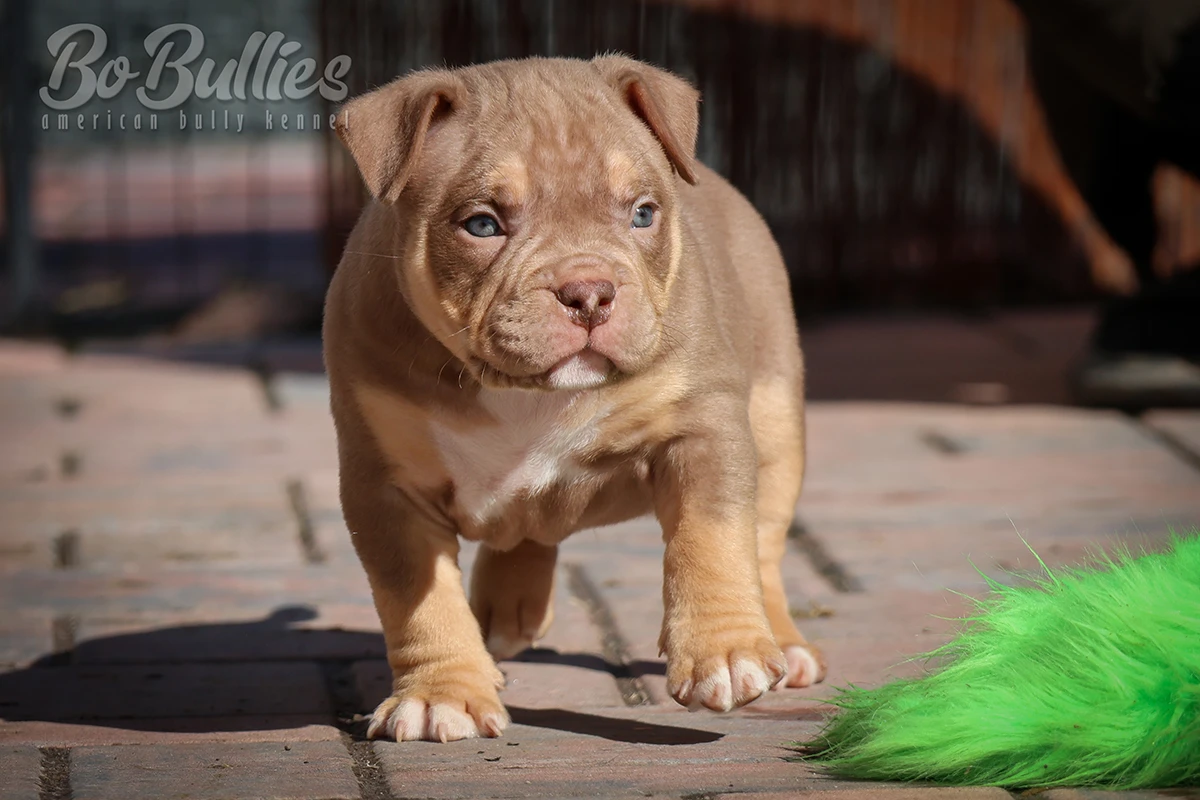 American bully pocket ABKC - luxusní pejskové