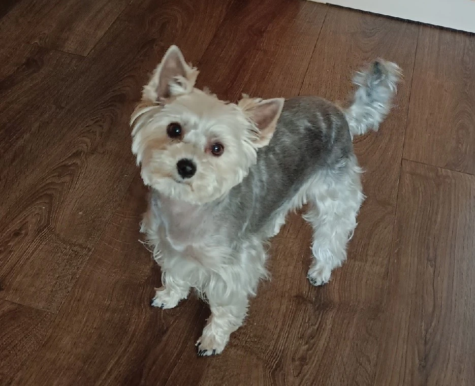 Poptávàm pejska ke krytí