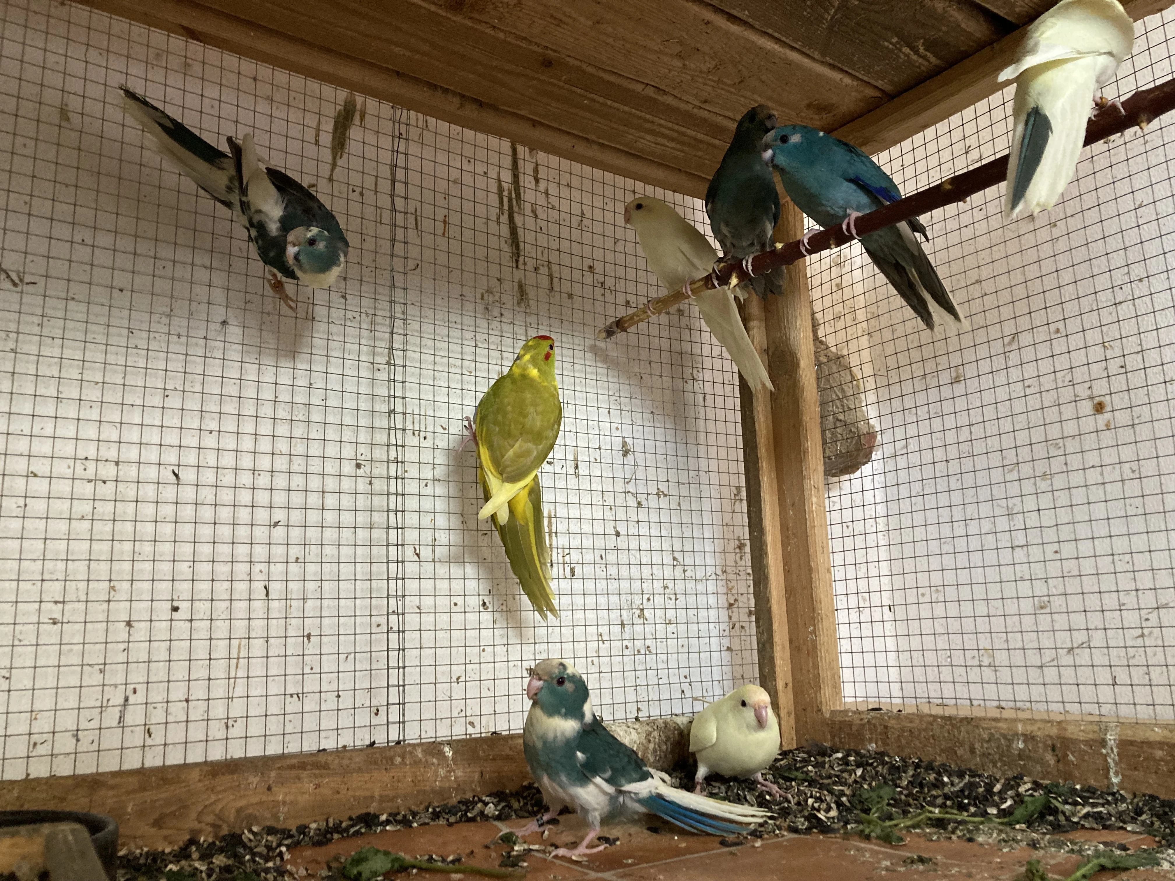 Kakariki červenočelý