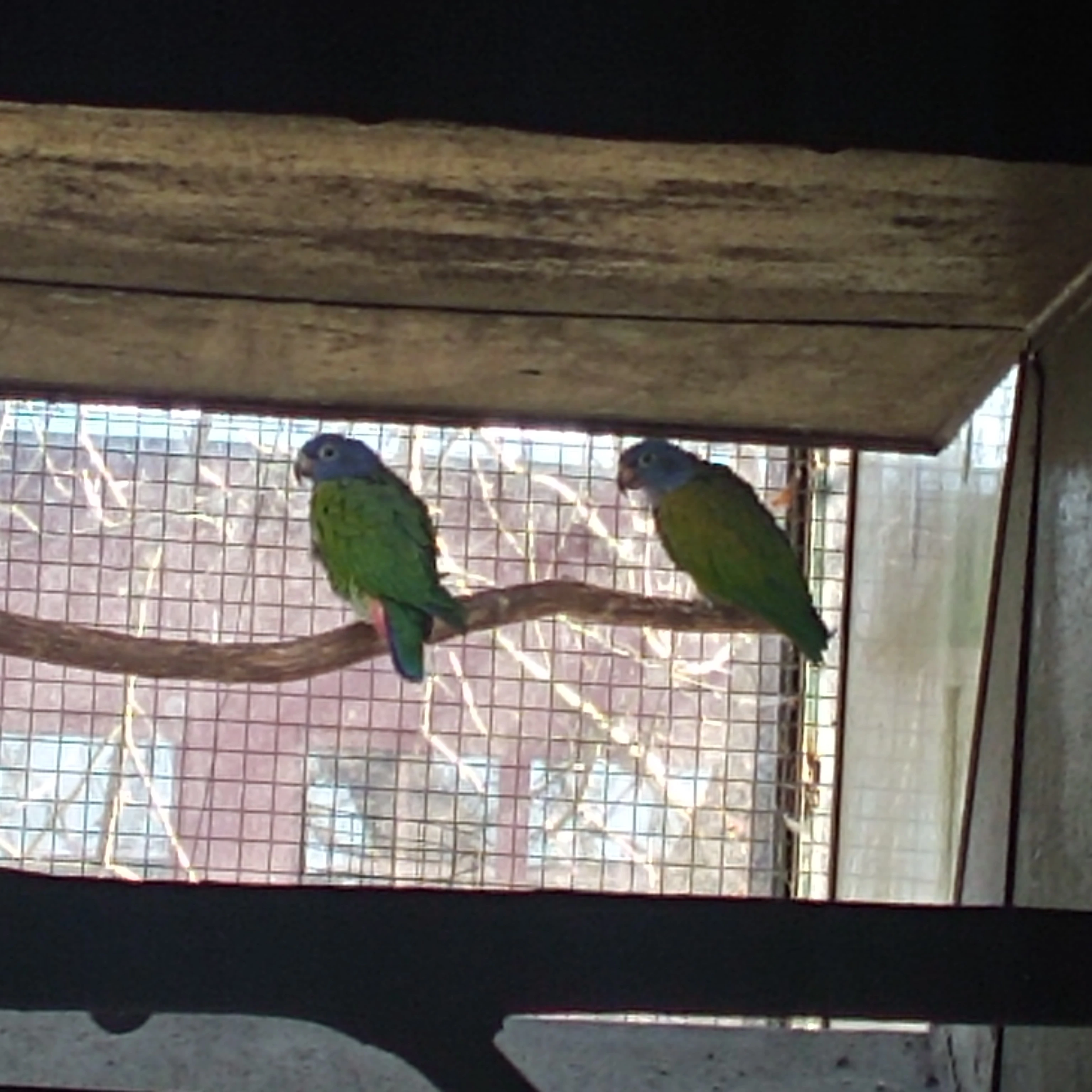 Nabízím amazonek modrohlavy 1,1 2018 harmonický pár chovný