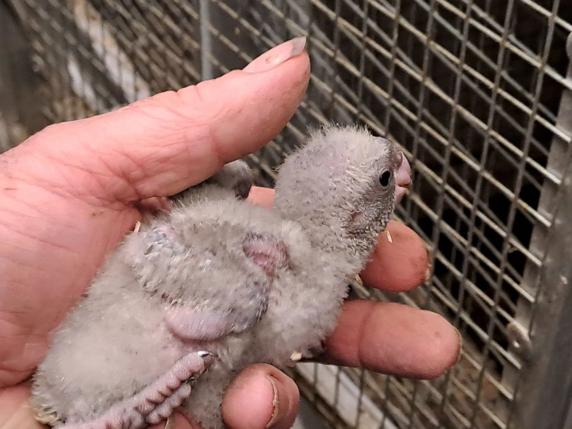 Mláďata papoušek senegalsky