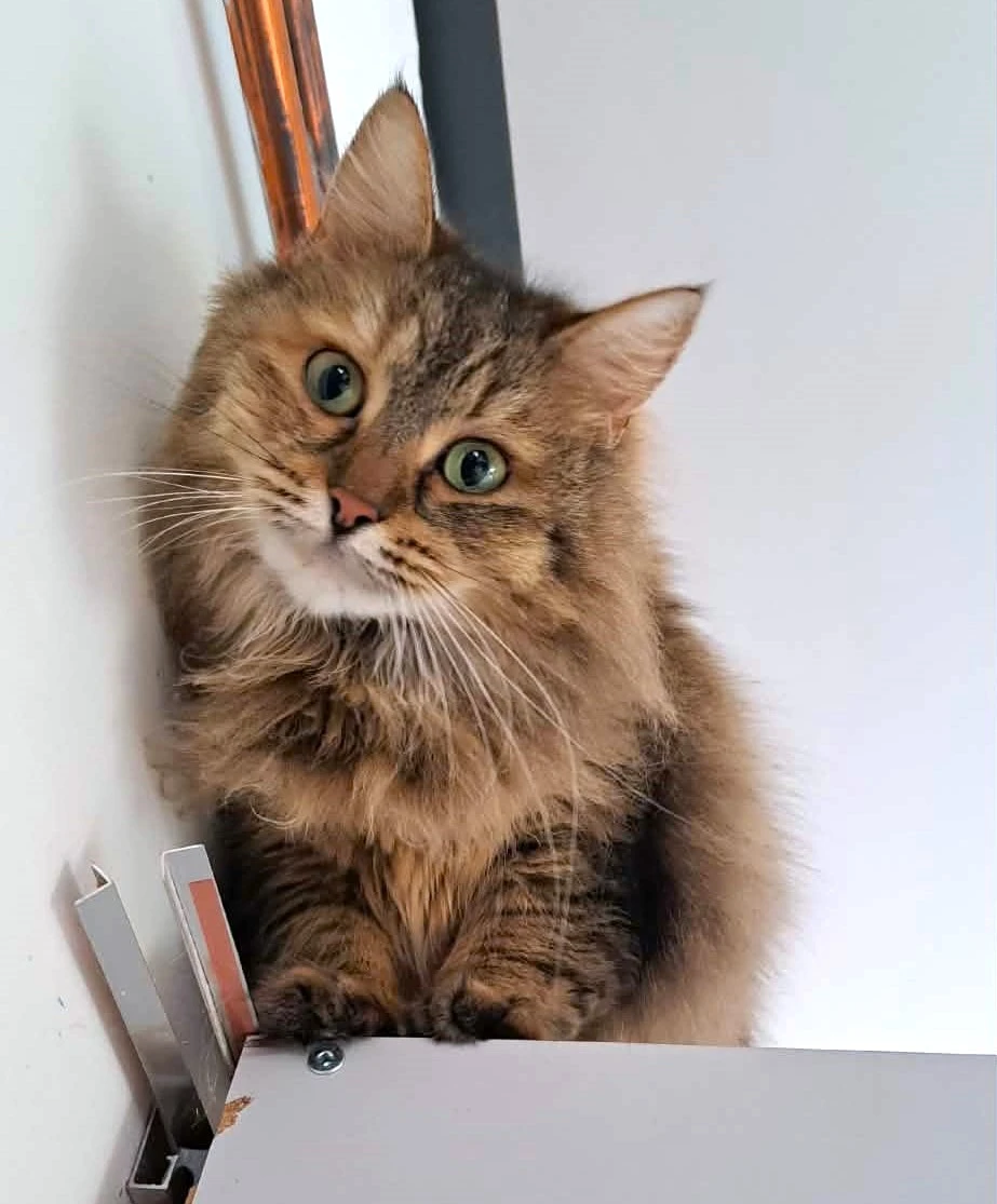 Kočička Torvi hledá nový domov