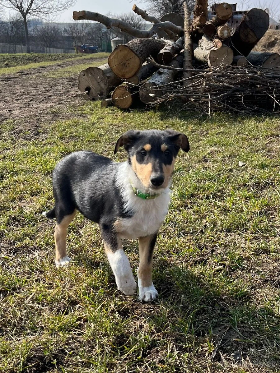Štěňata kolie bez PP