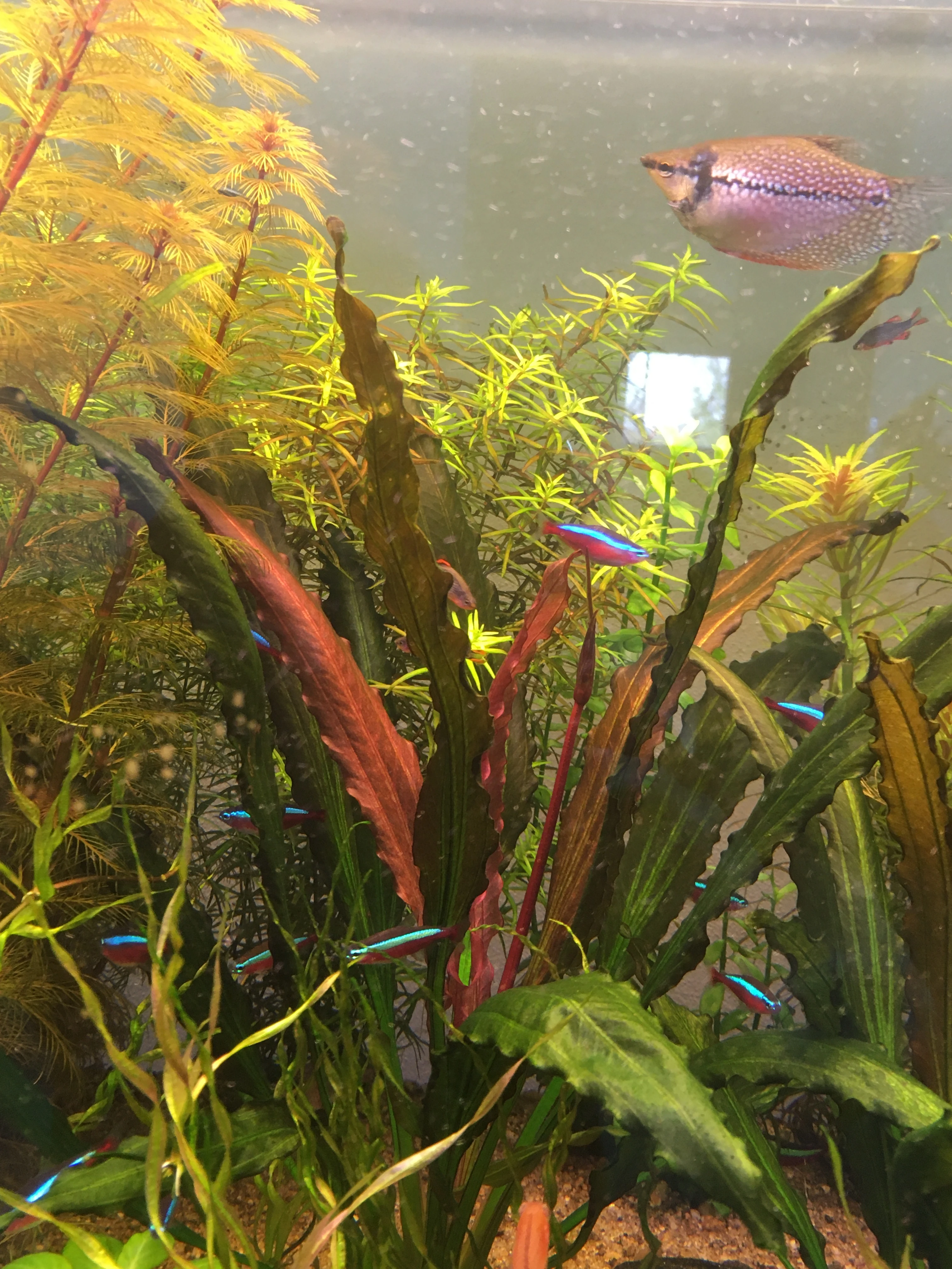 Echinodorus Horemanii red