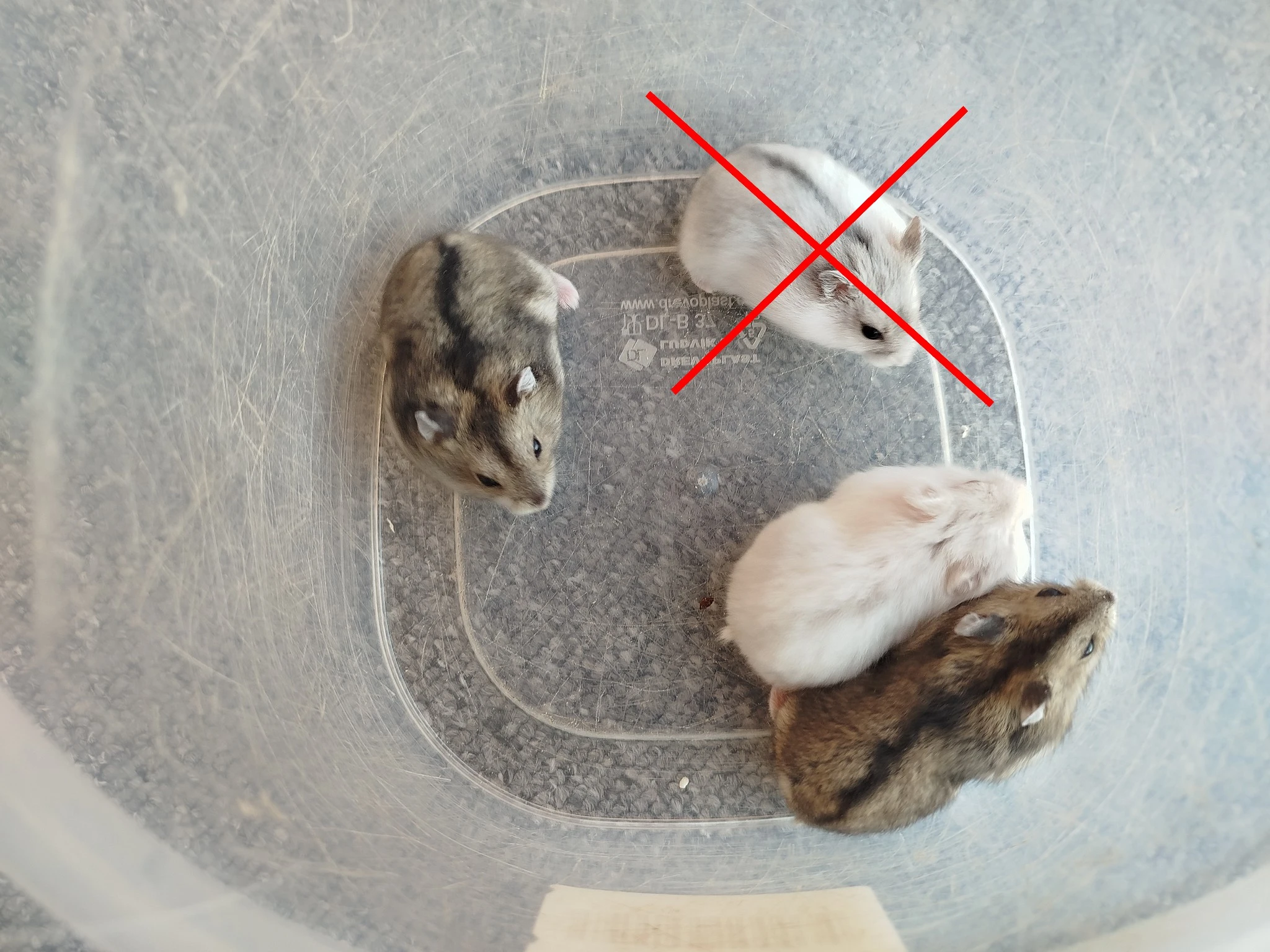 Křečík džungarský