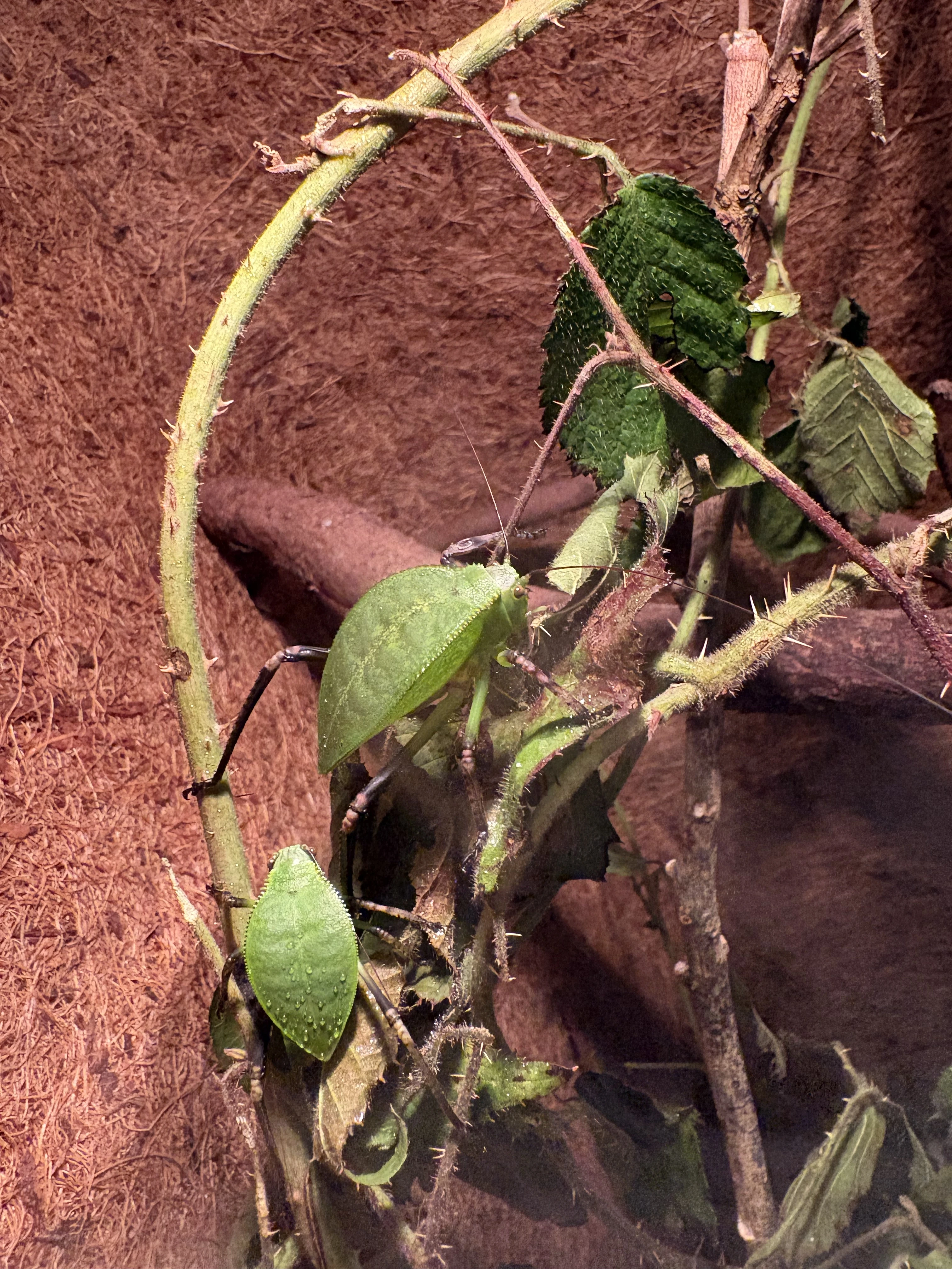 Obří kobylky - Siliquofera grandis