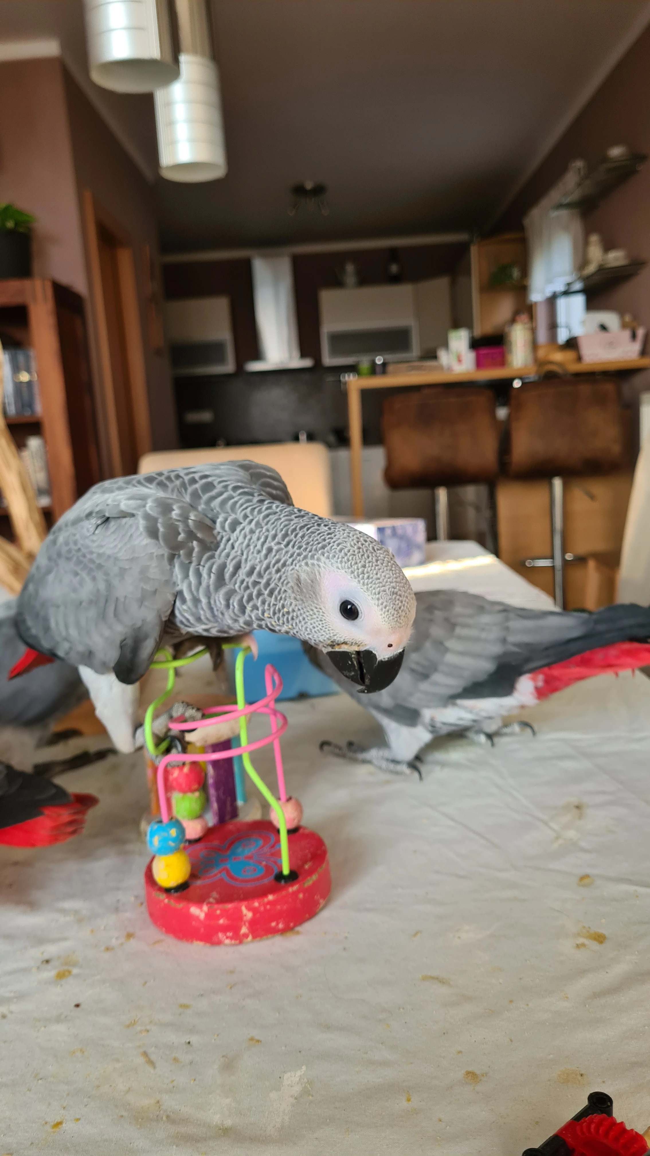 Papoušek Žako – ručně dokrmená, socializovaná mláďata