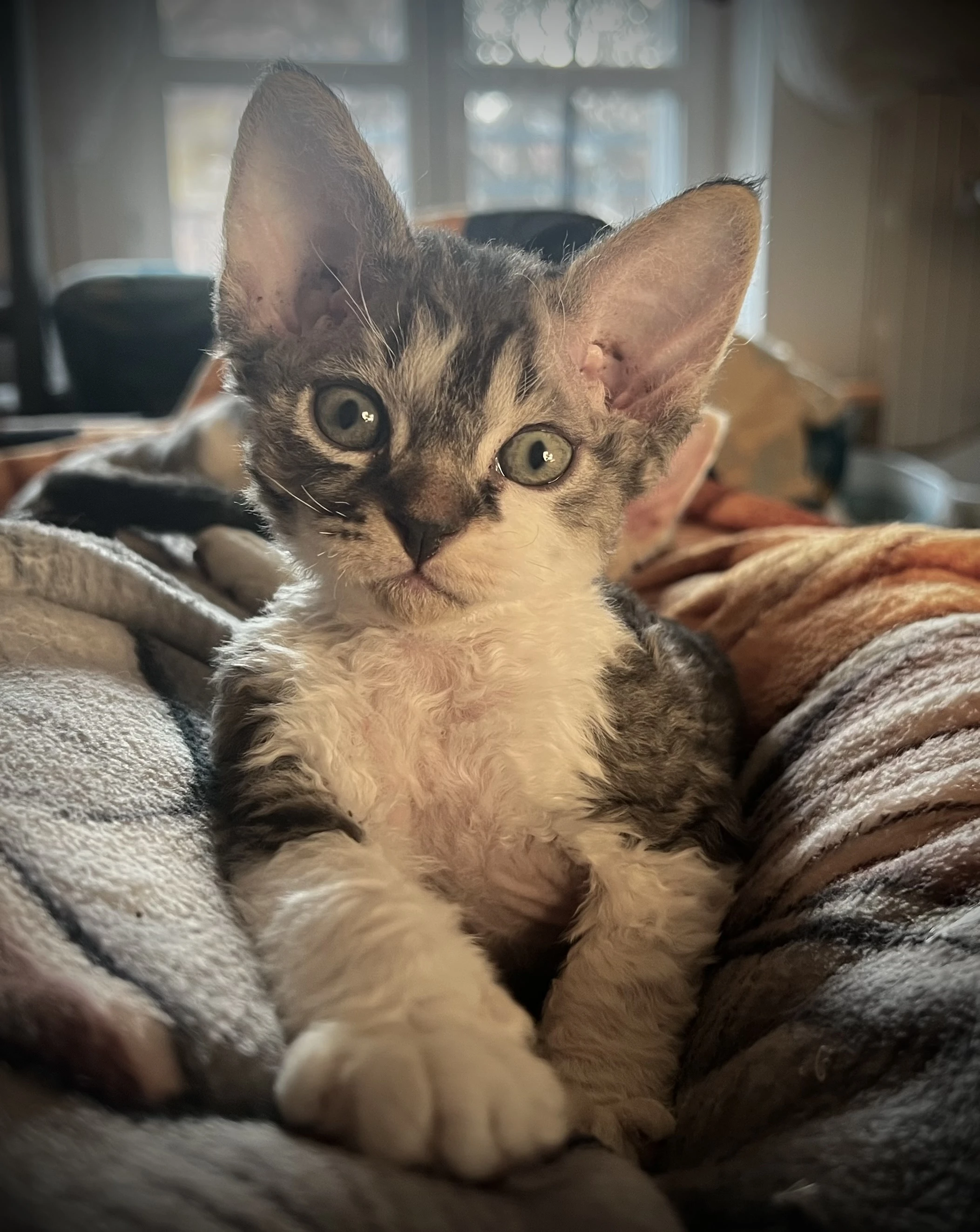 Prodám kocourka Devon Rexe