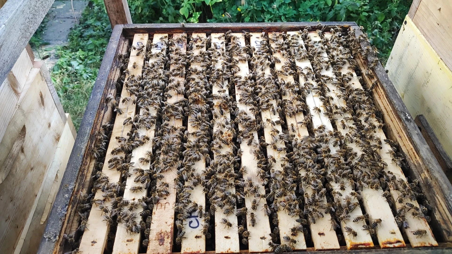 Oddělky včel na rámku 39x24 (velikost: na 5-7 rámků 39x24)