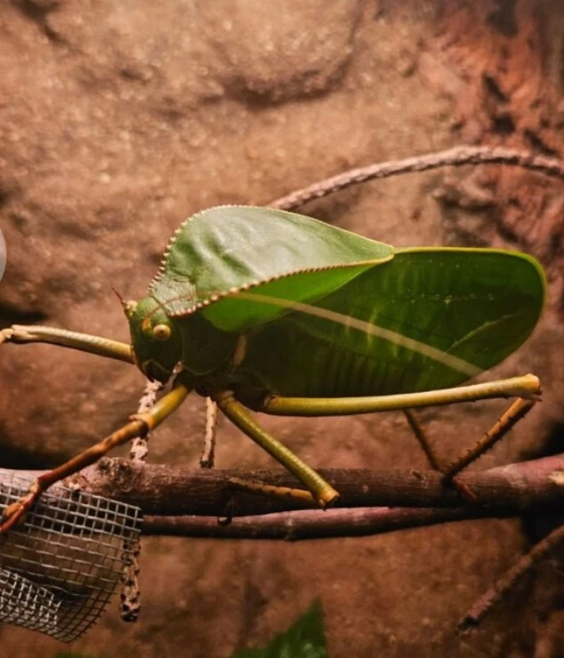 Obří kobylky Siliquofera grandis