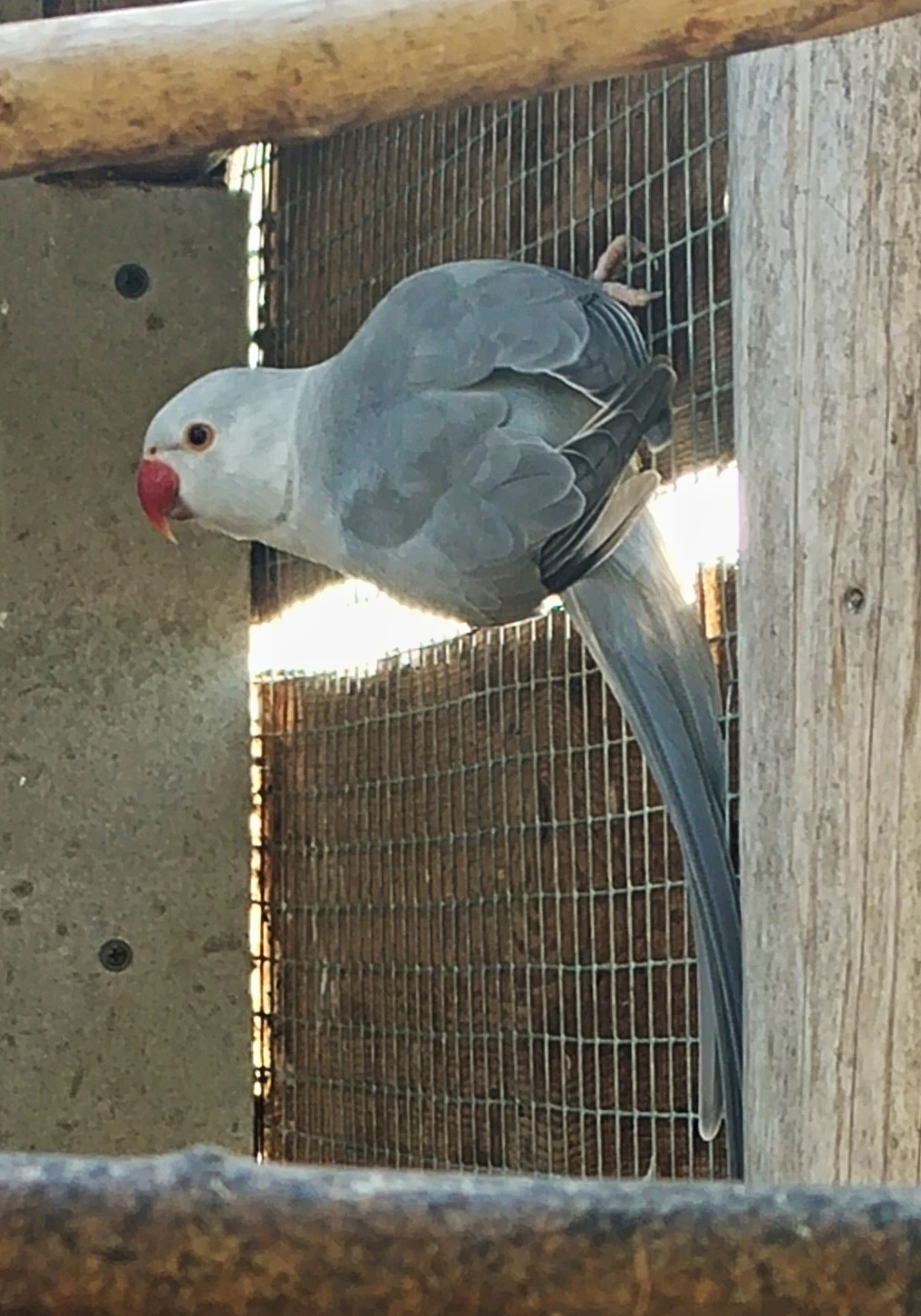 Buttercup 2 letý samec